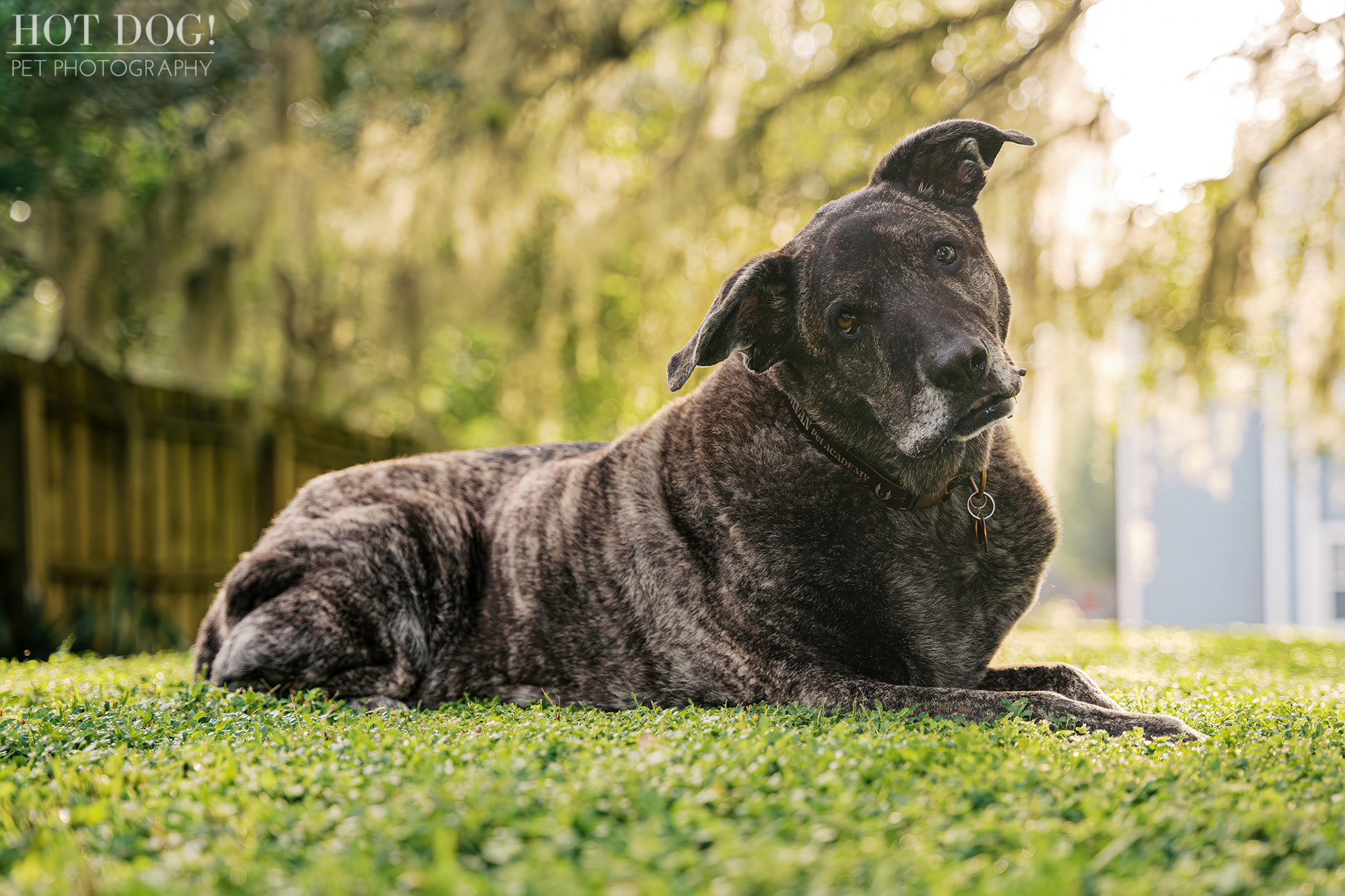 Leah lying in the grass, tilting her head with curiosity during her Signature Pet Session.