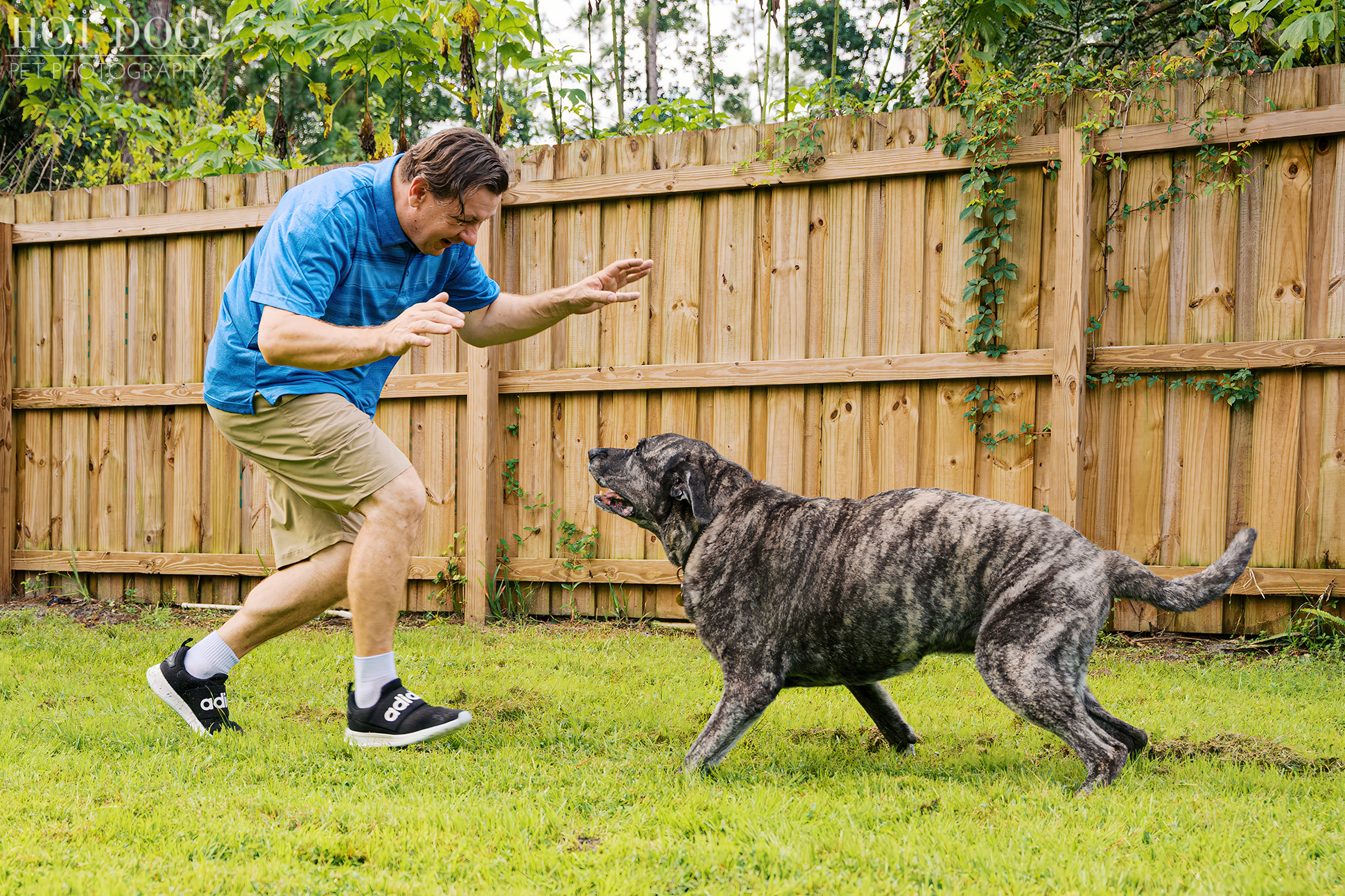Lukasz playfully crouching as Leah, an 11-year-old brindle Mastiff/Shepherd mix, prepares to chase him in the backyard during their Signature Pet Session.