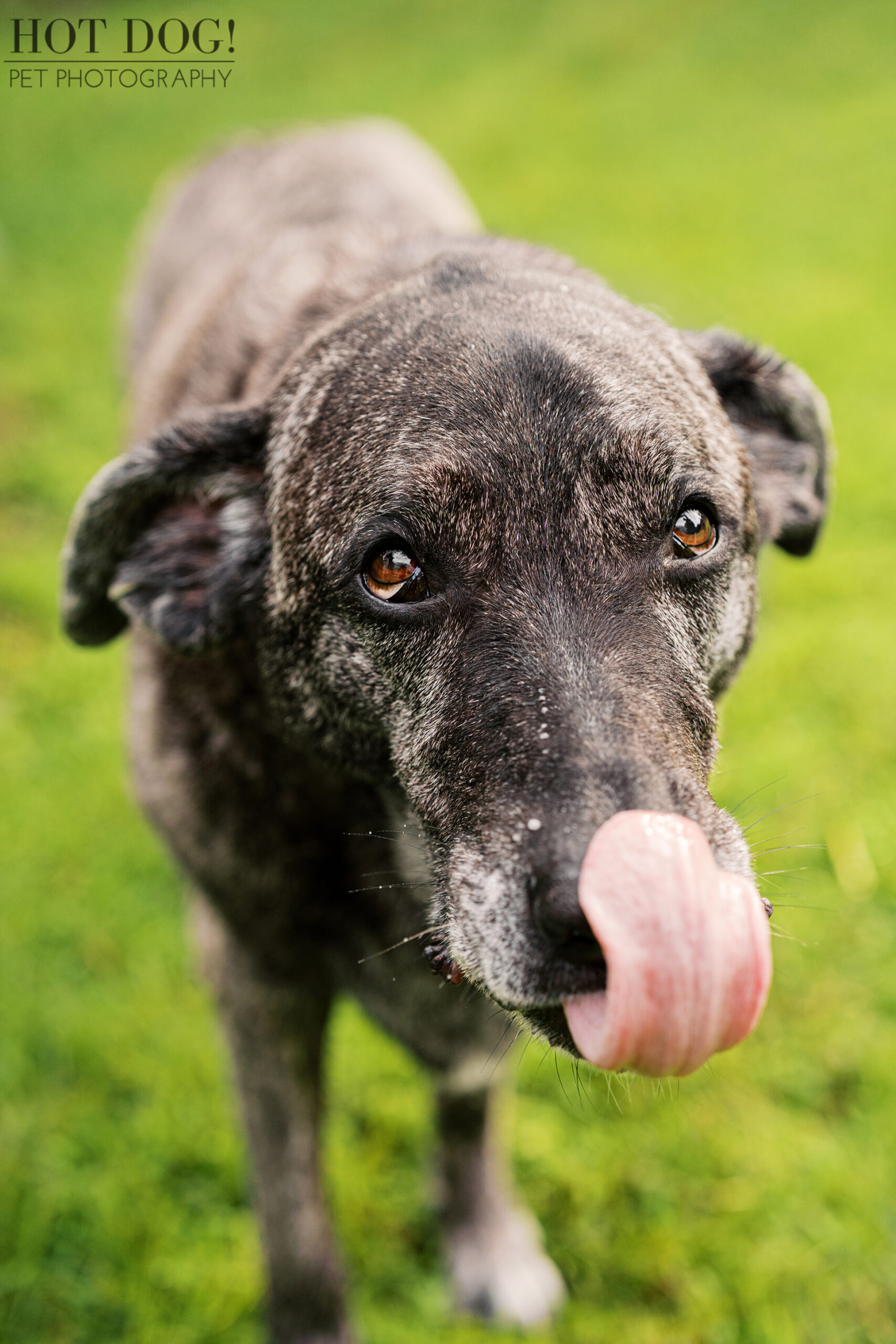 Close-up of Leah with her tongue out mid-lick, showing her playful personality during her Orlando pet photography session.