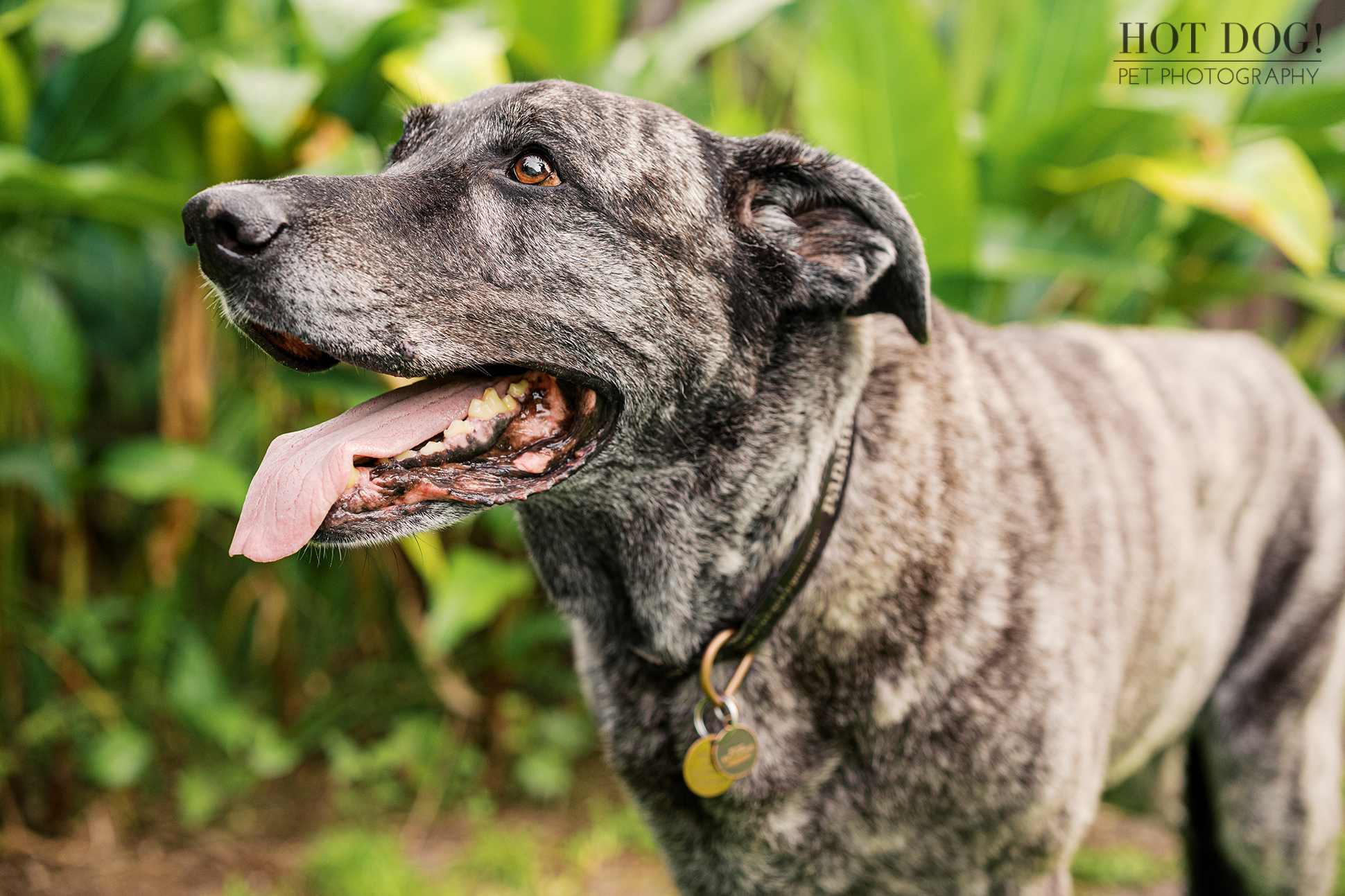 Side profile of Leah panting with her tongue out, her brindle coat glowing in natural light against green foliage.