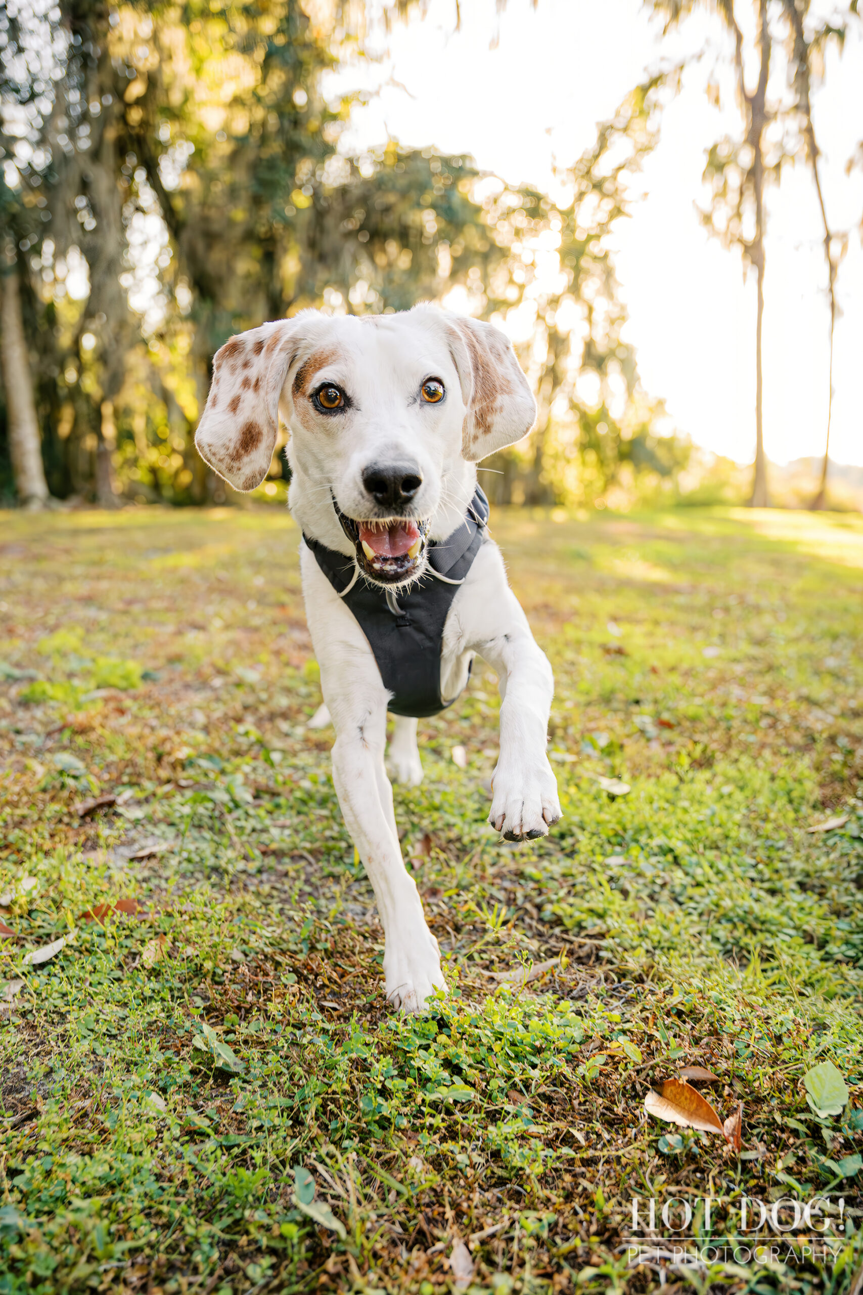 Tri-color beagle running toward the camera across sunlit grass, ears bouncing mid-stride.