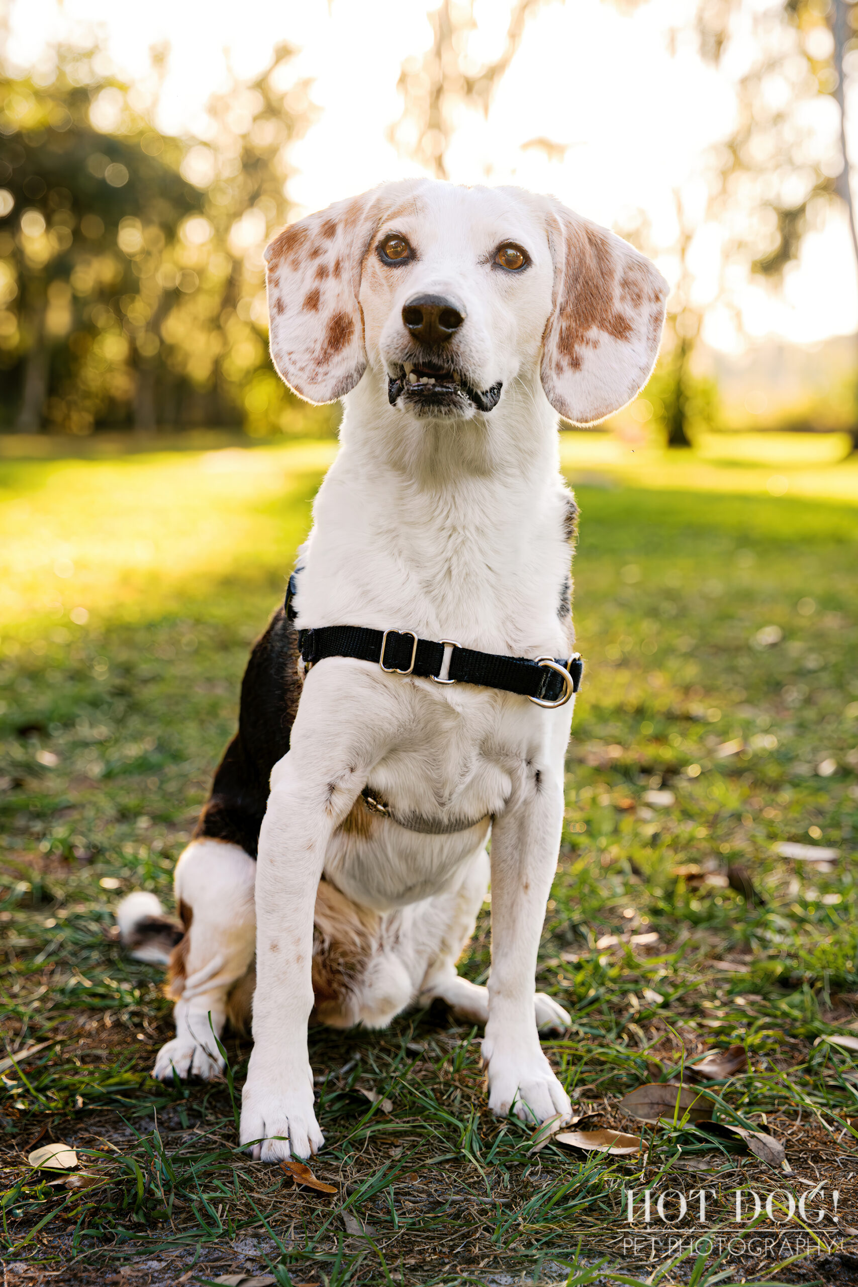 Tri-color beagle sitting alert on grass at Cypress Grove Park, ears perked and eyes focused in warm evening light.