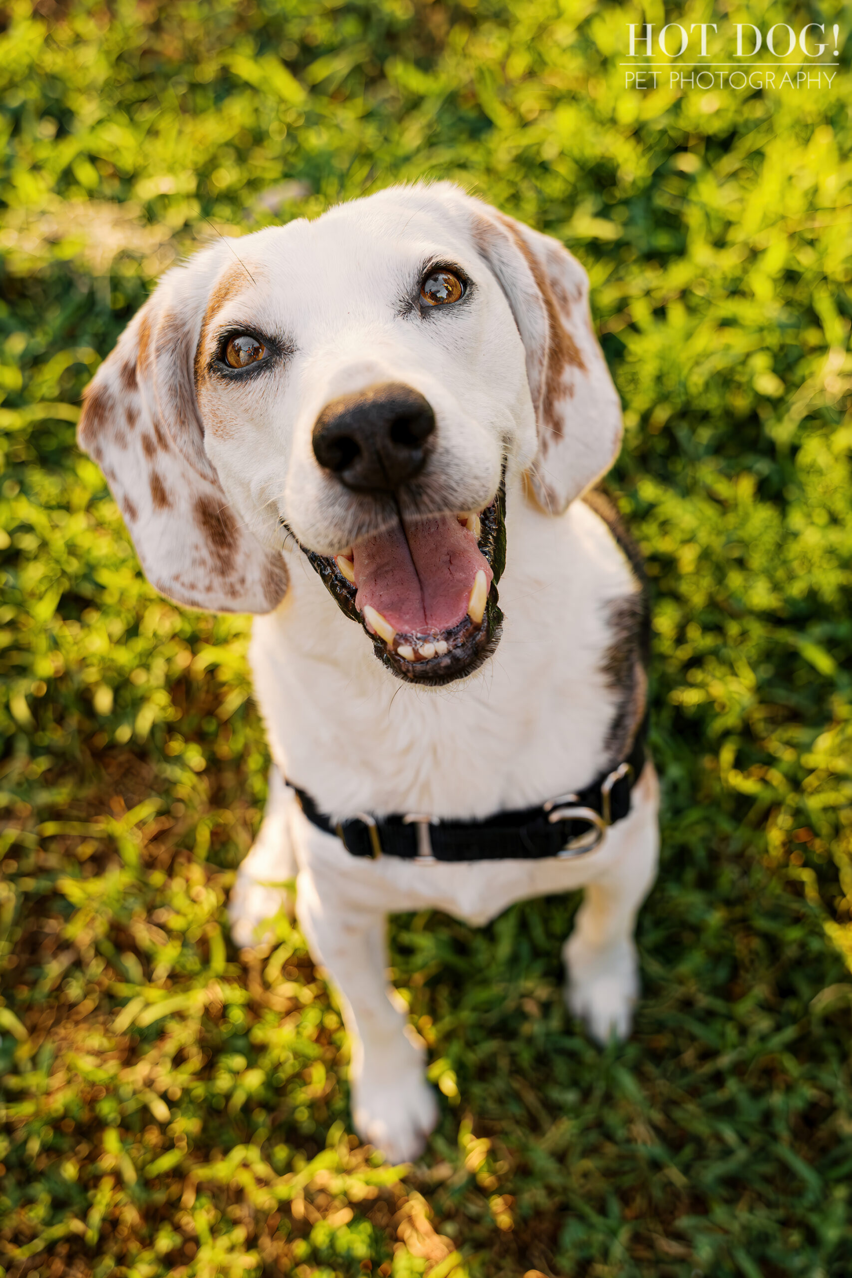 Happy tri-color beagle looking up at the camera with mouth open and tongue out in golden light.