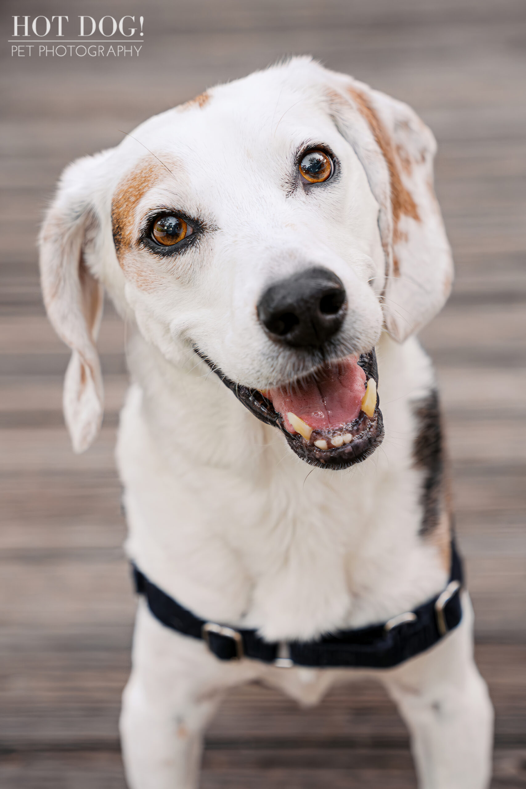 Close-up of a smiling tri-color beagle tilting his head slightly while standing on a wooden walkway.