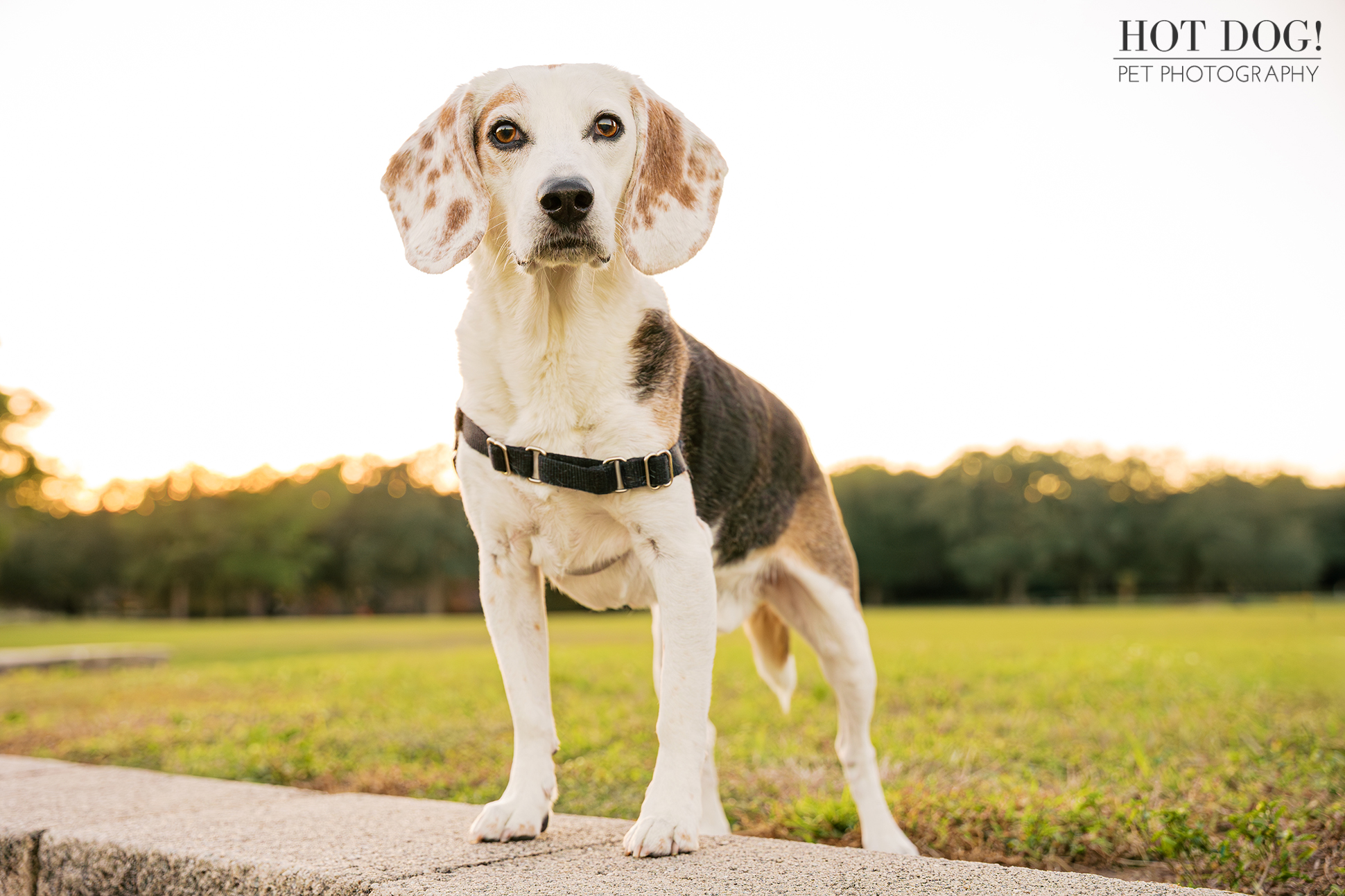 Tri-color beagle standing confidently on a stone ledge at sunset, ears relaxed and eyes focused forward.