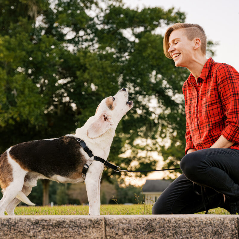 Senior tri-color beagle standing on a low stone ledge, looking up at his owner as she laughs during an outdoor pet photography session.