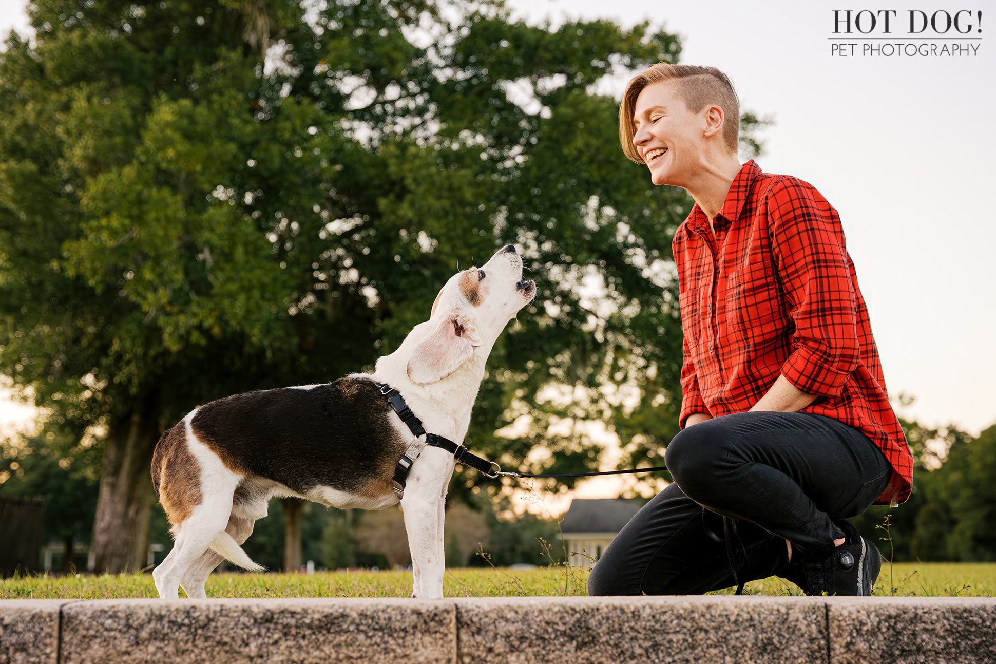 Senior tri-color beagle standing on a low stone ledge, looking up at his owner as she laughs during an outdoor pet photography session.