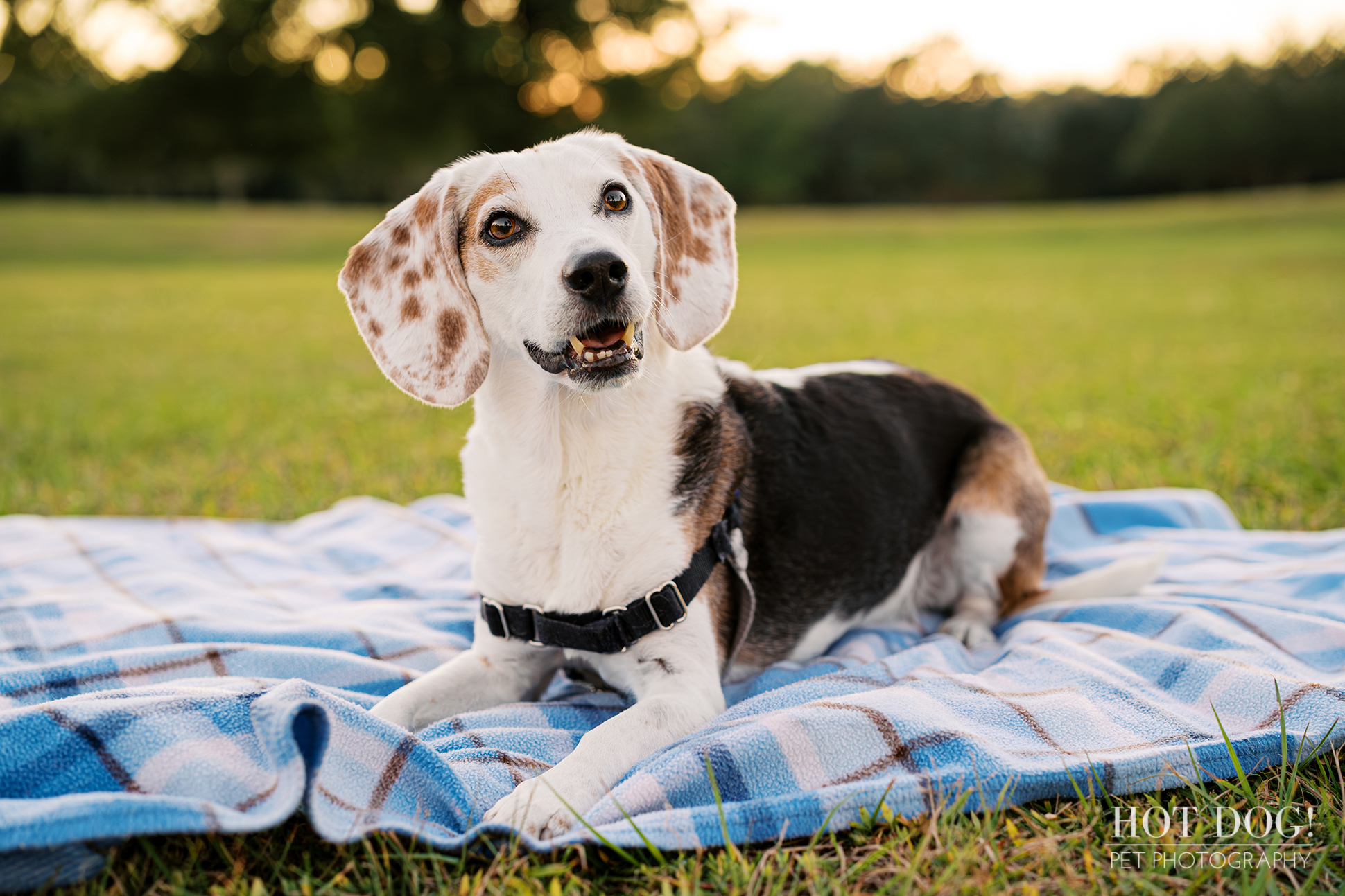 Senior tri-color beagle lying on a blue blanket in a grassy field, relaxed and alert during a sunset pet photography session.