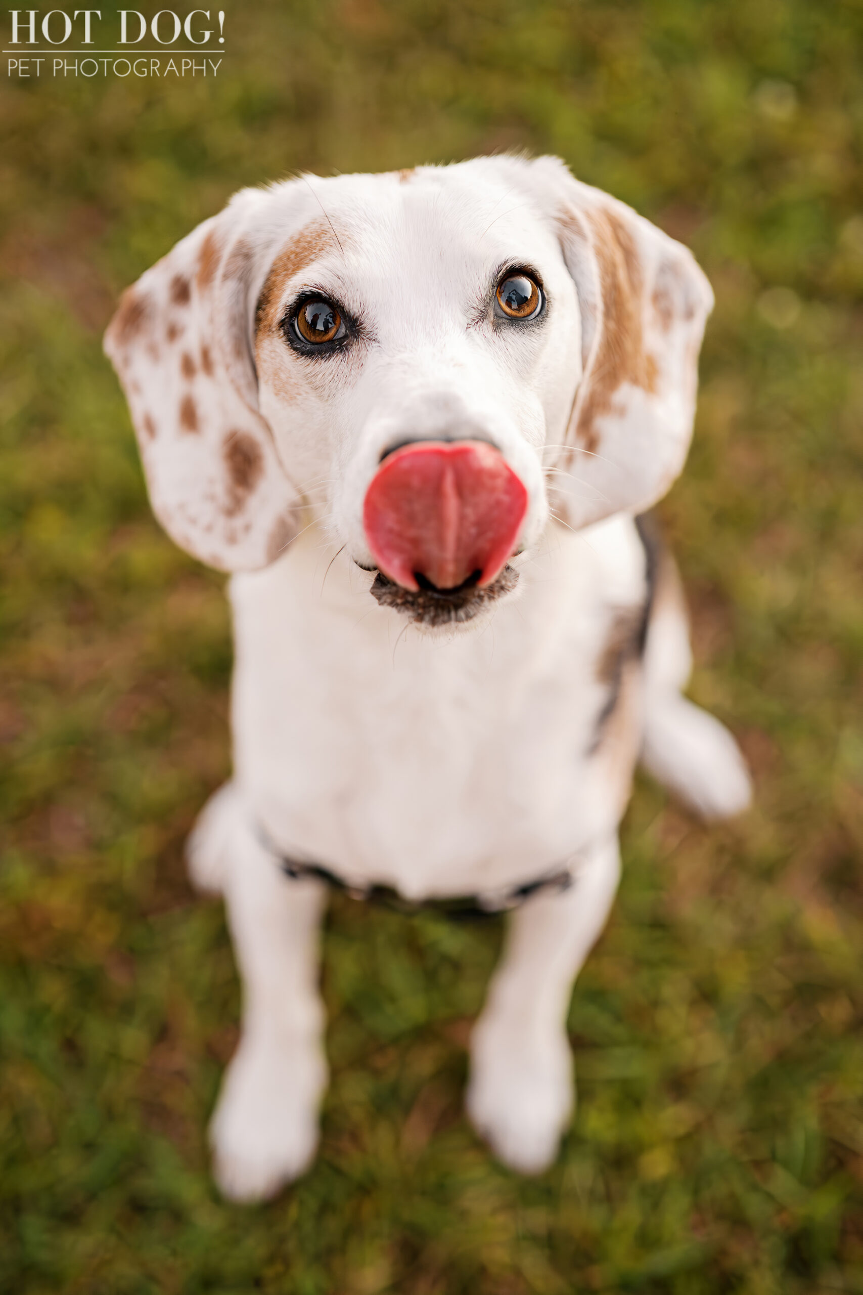 Close-up of a senior beagle looking up at the camera with his tongue out, expressive eyes, and a playful expression.