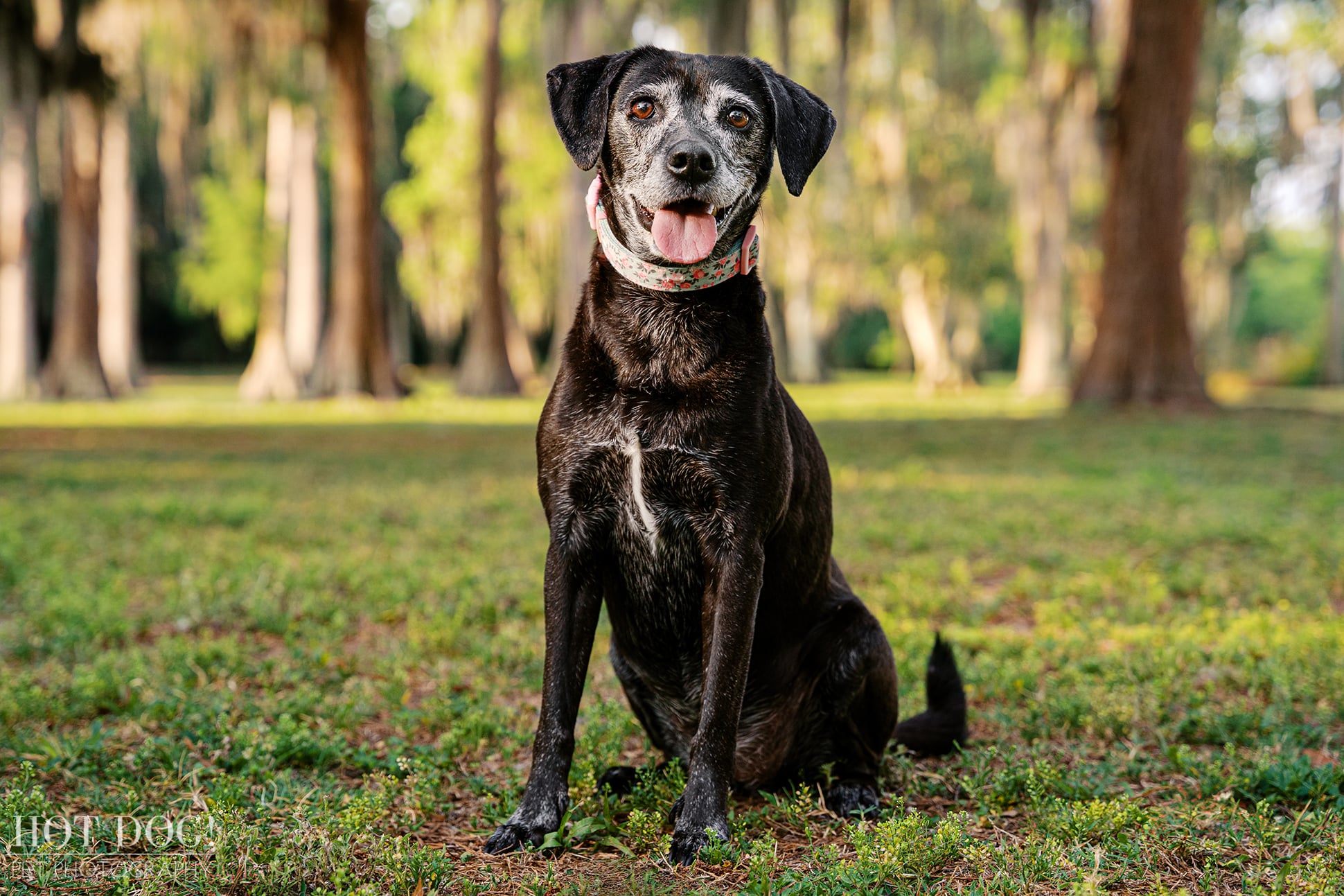 Lila, a senior black mixed-breed dog with a gray muzzle, sits happily in the grass at Cypress Grove Park in Orlando.