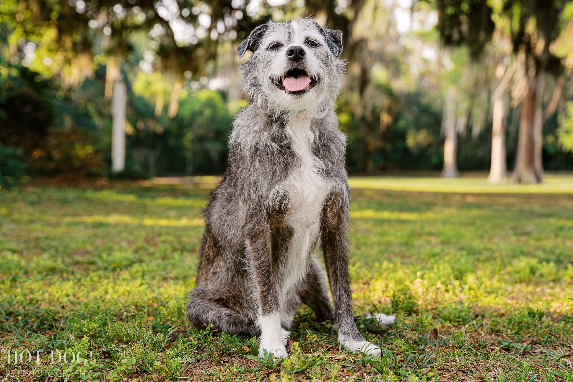 Lana, a shaggy gray and white mixed-breed rescue dog, sits smiling in the grass beneath the trees at Cypress Grove Park.