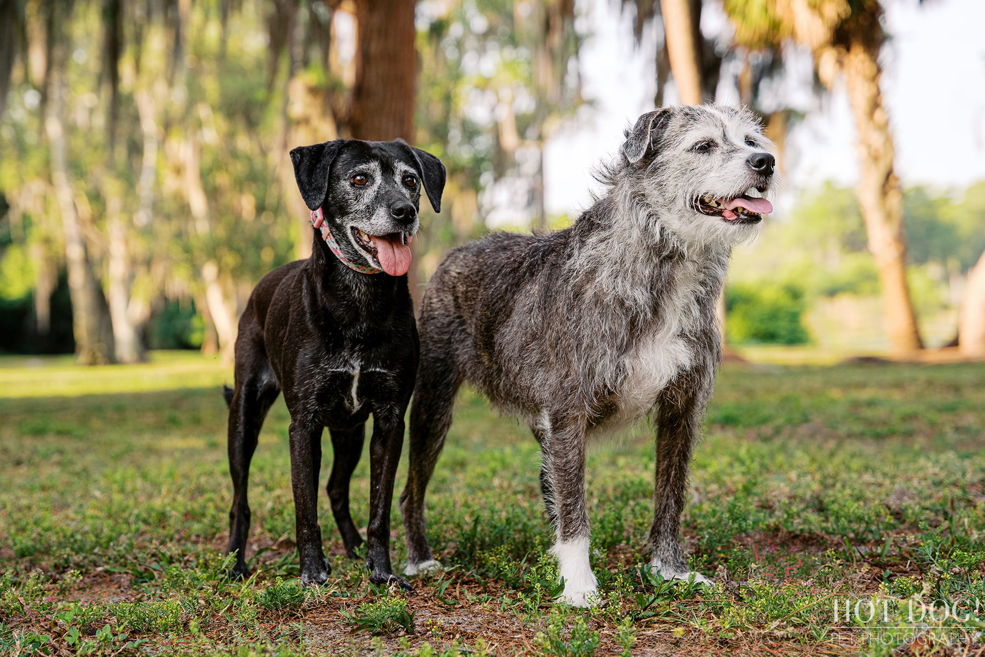 Lila and Lana, two senior mixed-breed rescue dogs, stand together in the grass during their family pet photography session at Cypress Grove Park in Orlando.