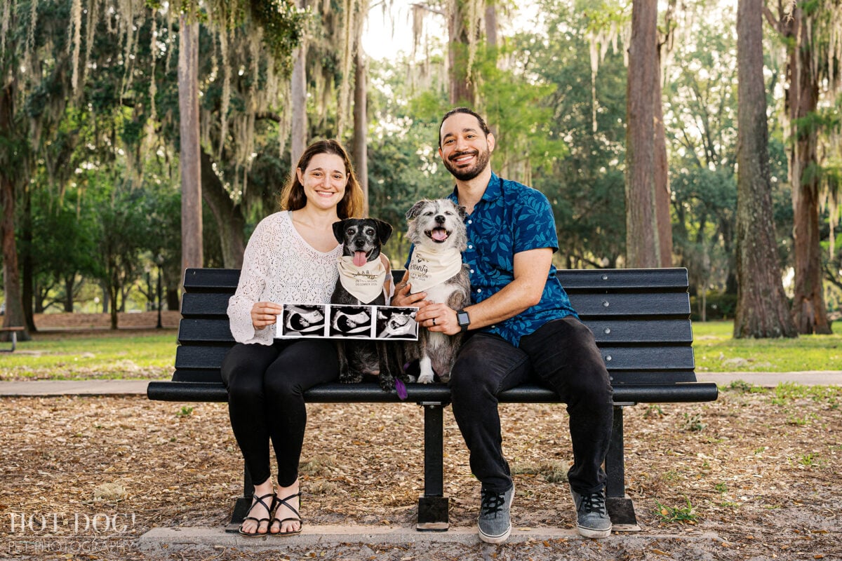 Lauren and Juan sit with their rescue dogs Lila and Lana on a park bench, holding ultrasound photos to announce their pregnancy at Cypress Grove Park in Orlando.