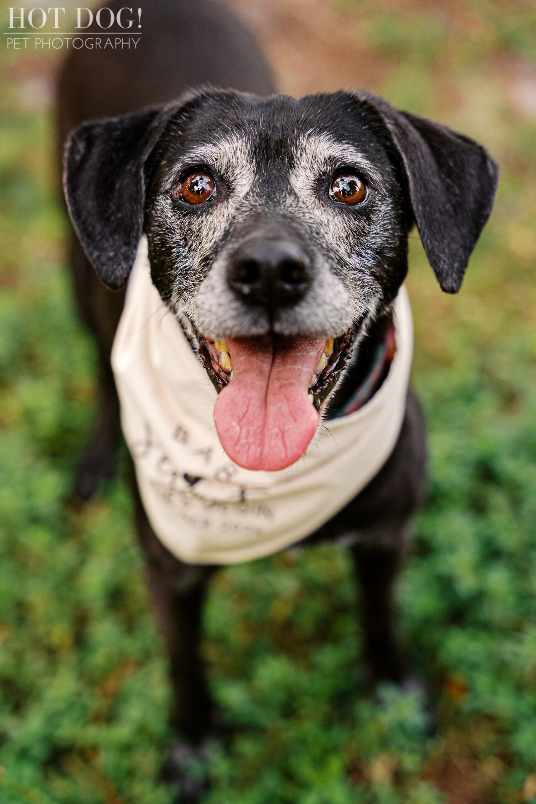 Close-up portrait of Lila, a senior black mixed-breed rescue dog with a gray muzzle, smiling in her big sister bandana during an Orlando pet photography session.
