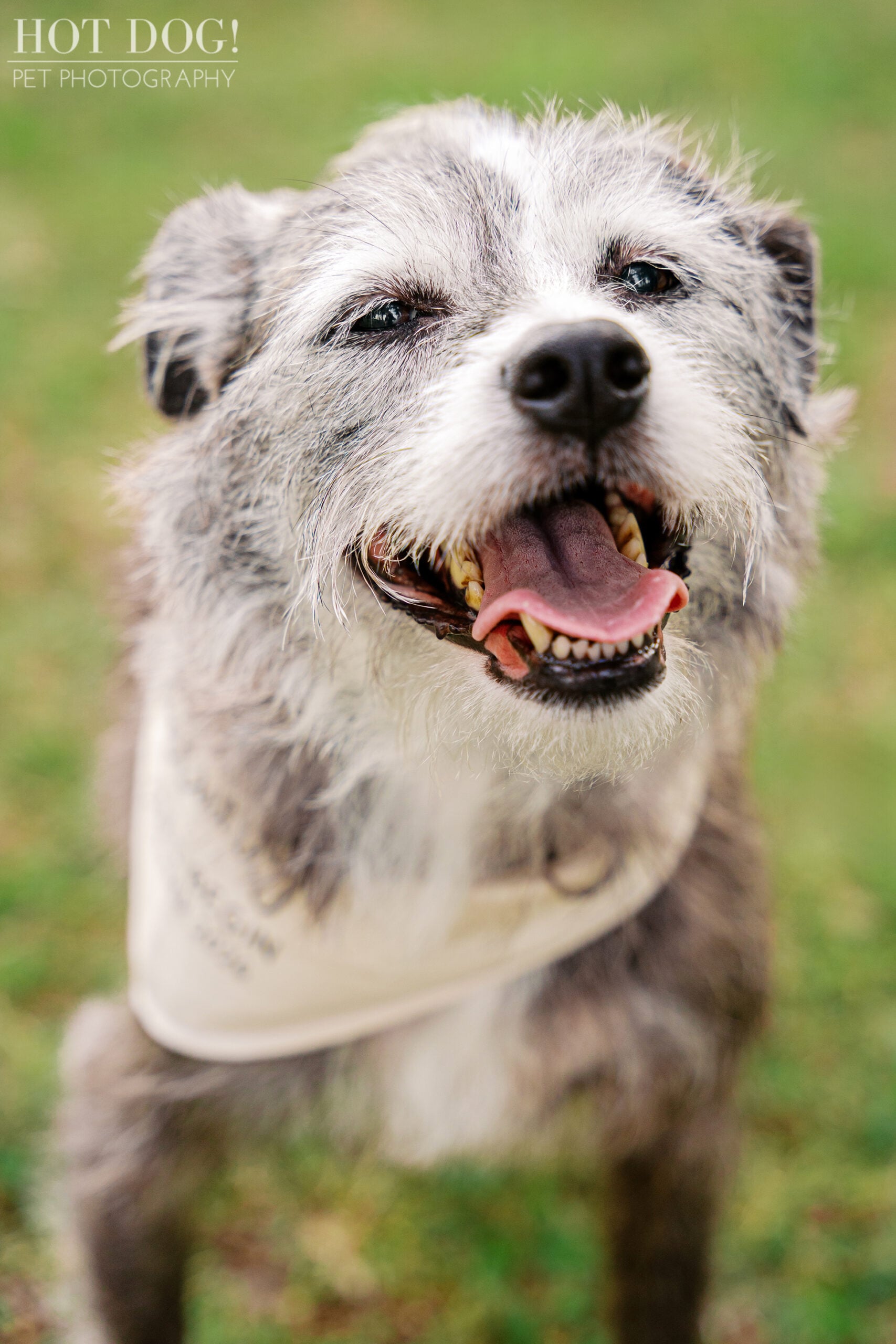 Close-up portrait of Lana, a shaggy gray and white senior rescue dog, smiling happily in her big sister bandana at Cypress Grove Park in Orlando.
