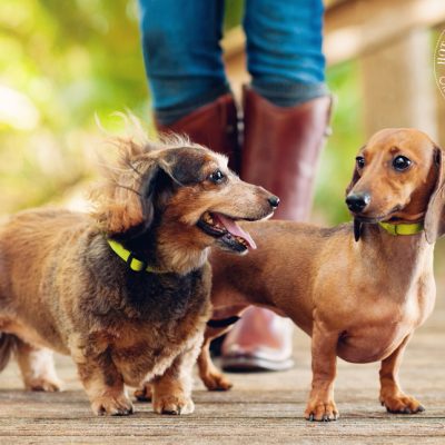 Lily & Paisley | Winter Park Pet Photography