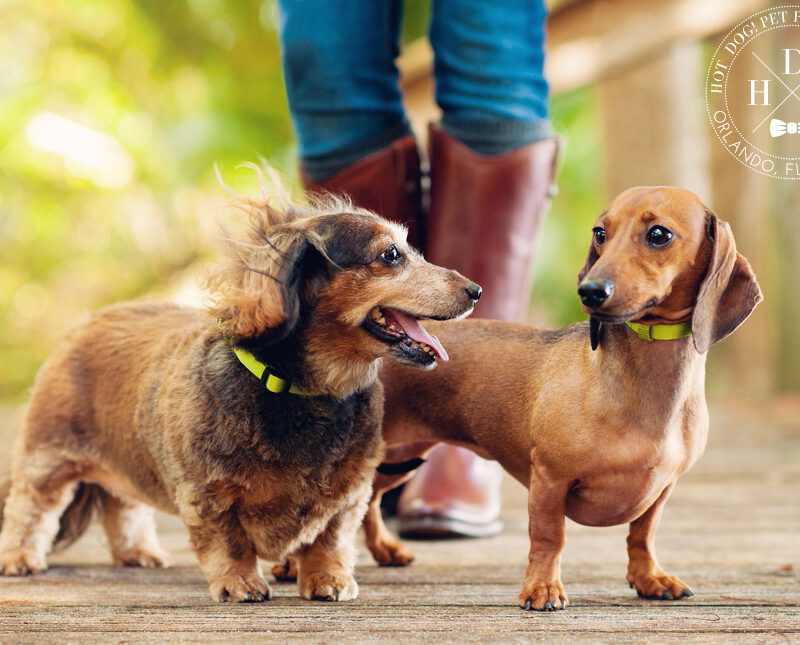 Lily & Paisley | Winter Park Pet Photography