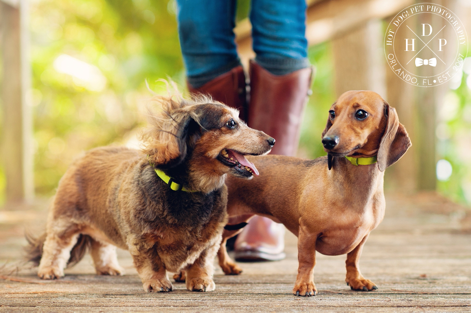 Winter Park Pet Photography