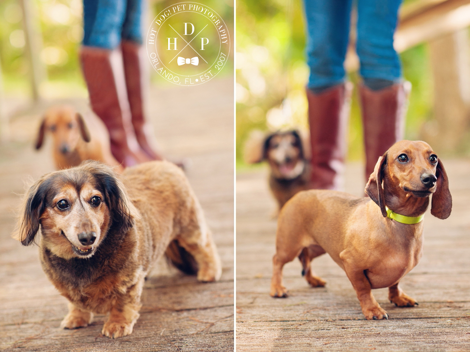 Winter Park Pet Photography