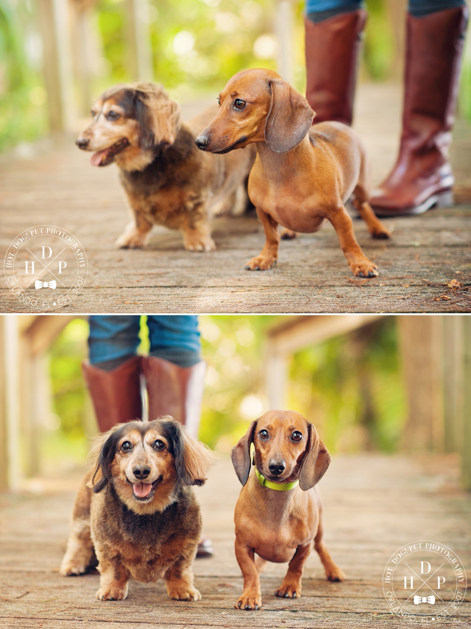 Winter Park Pet Photography