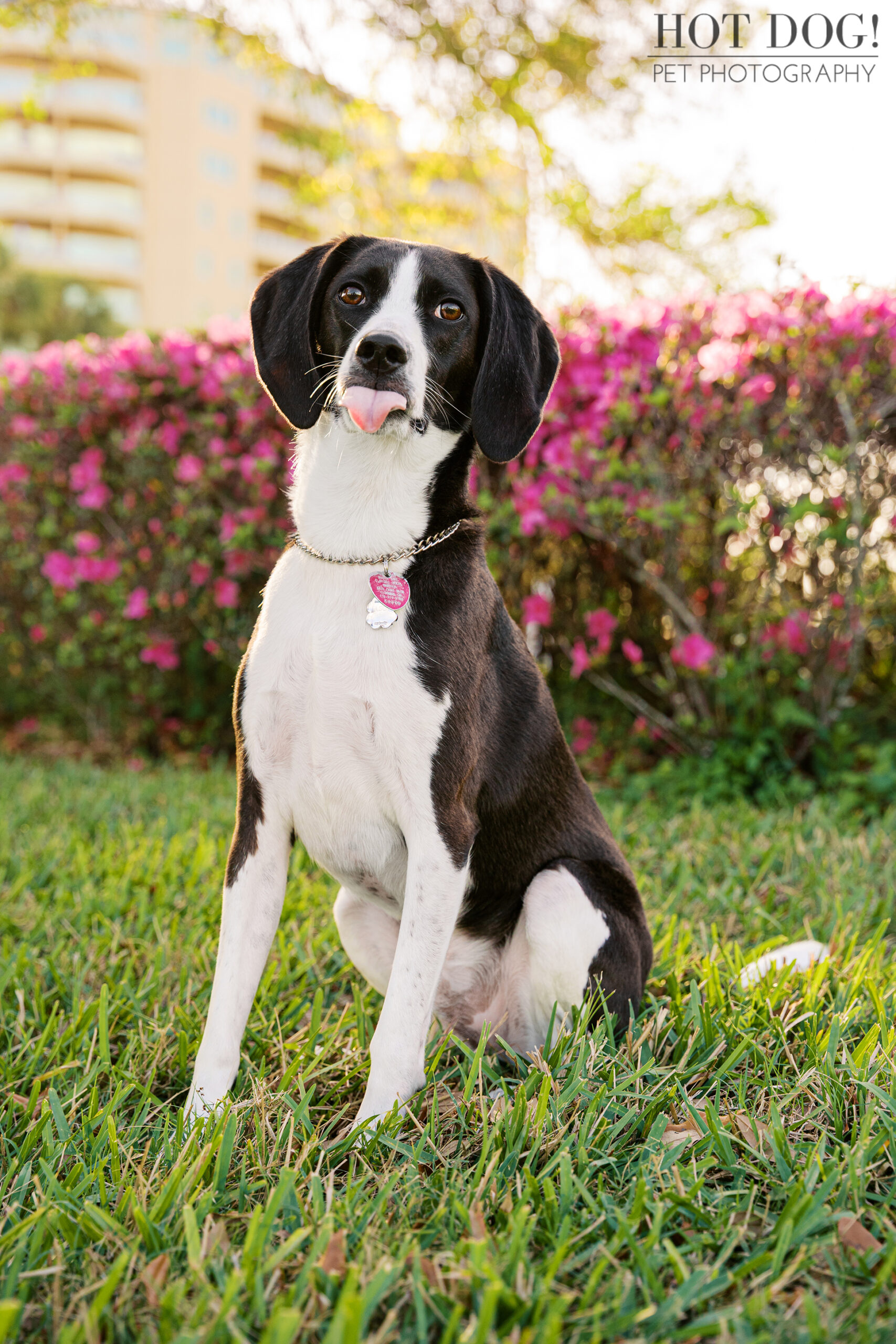 Beagle and American Foxhound mix sitting on grass at Cranes Roost Park with pink flowers in the background during a pet photography session.