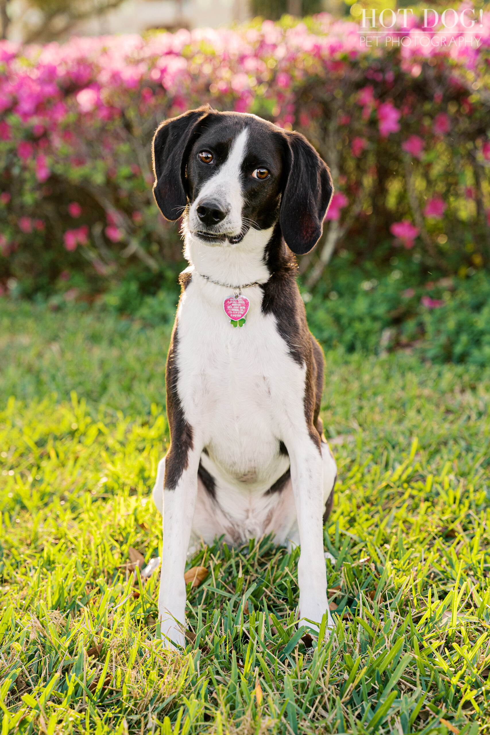 Black and white hound mix dog sitting in golden evening light at Cranes Roost Park during an outdoor pet photography session.