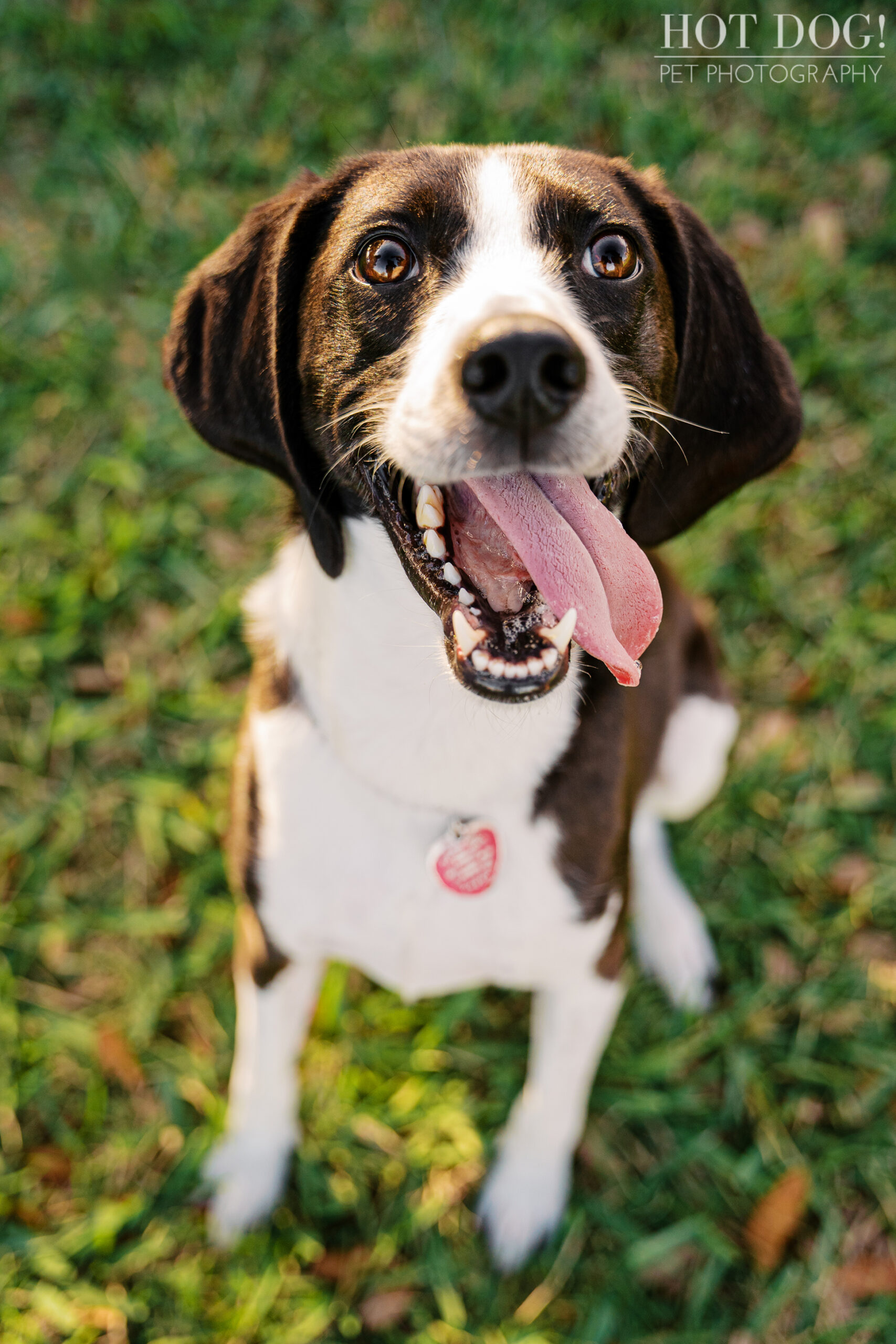 Close-up of a happy hound mix dog with tongue out, photographed outdoors at Cranes Roost Park during a pet photography session.