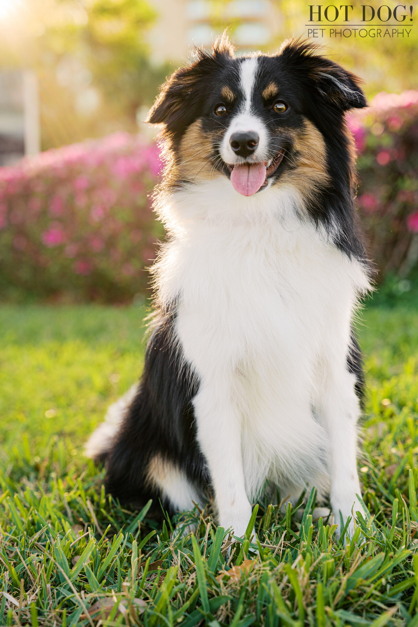 Papillon and Mini Australian Shepherd mix sitting in warm evening light with pink flowers behind at Cranes Roost Park pet photography session.