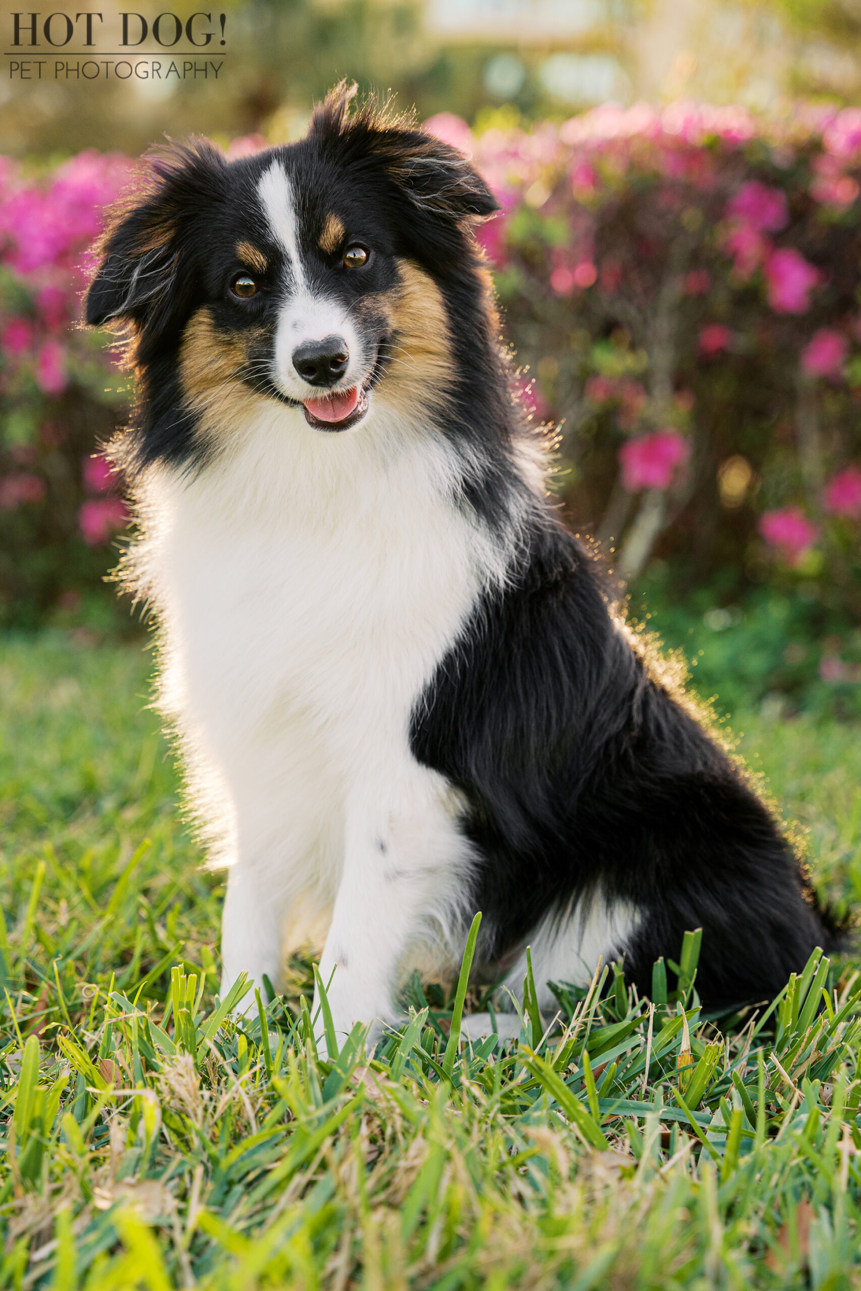 Fluffy black, white, and tan Mini Aussie mix dog sitting on grass during golden hour at Cranes Roost Park pet photography session.