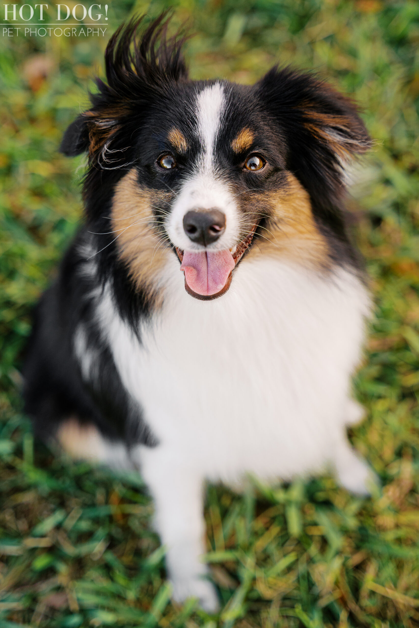 Close-up portrait of a smiling Papillon and Mini Australian Shepherd mix dog outdoors at Cranes Roost Park.
