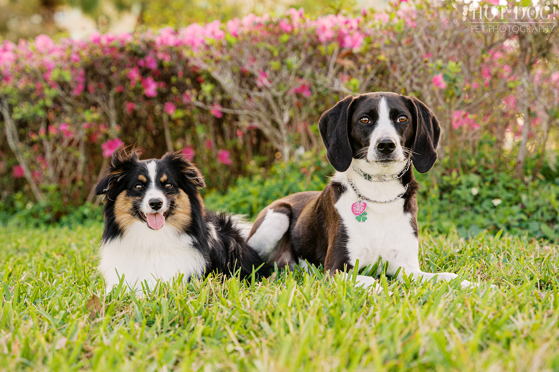 Two dogs, a hound mix and Mini Aussie mix, lying together on grass at Cranes Roost Park during a pet photography session.