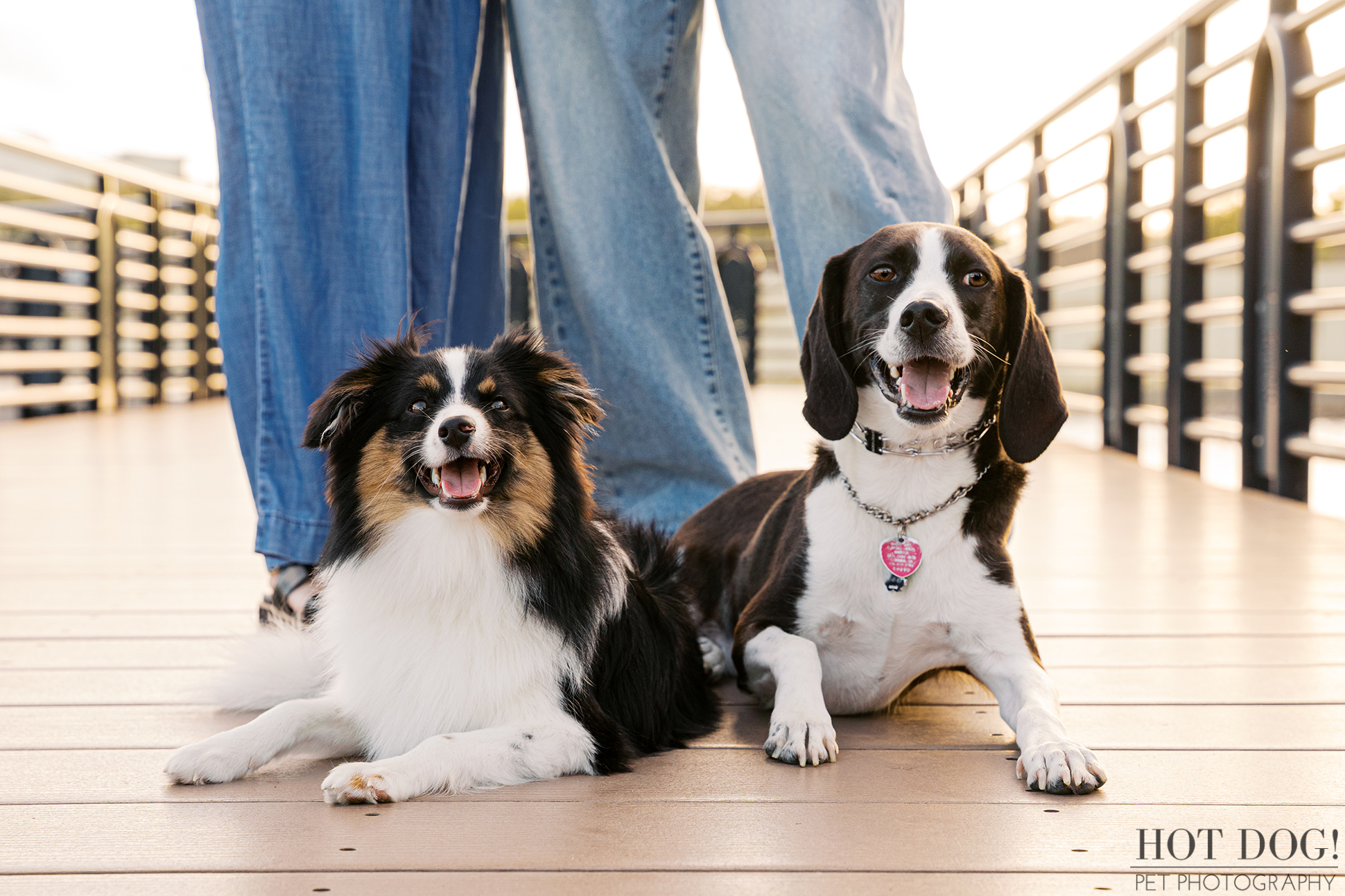 Two dogs, a Mini Aussie mix and hound mix, lying on a wooden boardwalk between their owners’ legs during a Cranes Roost Park pet photography session.