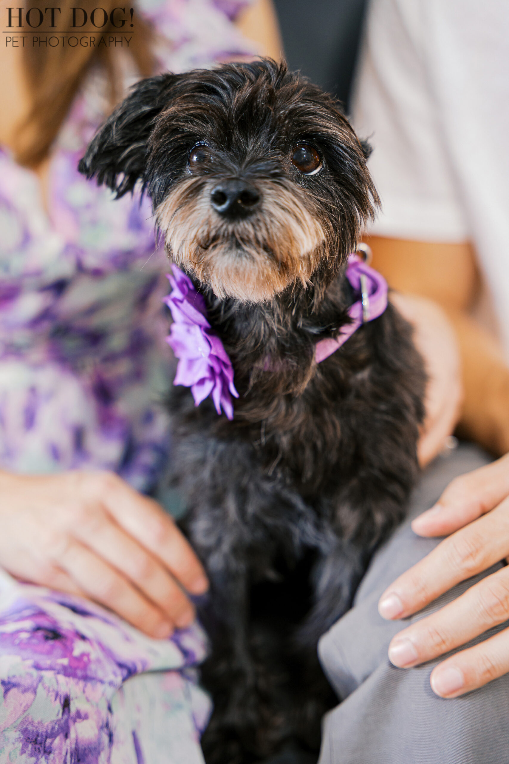 Luna with a purple flower collar, snuggled between her parents’ arms.