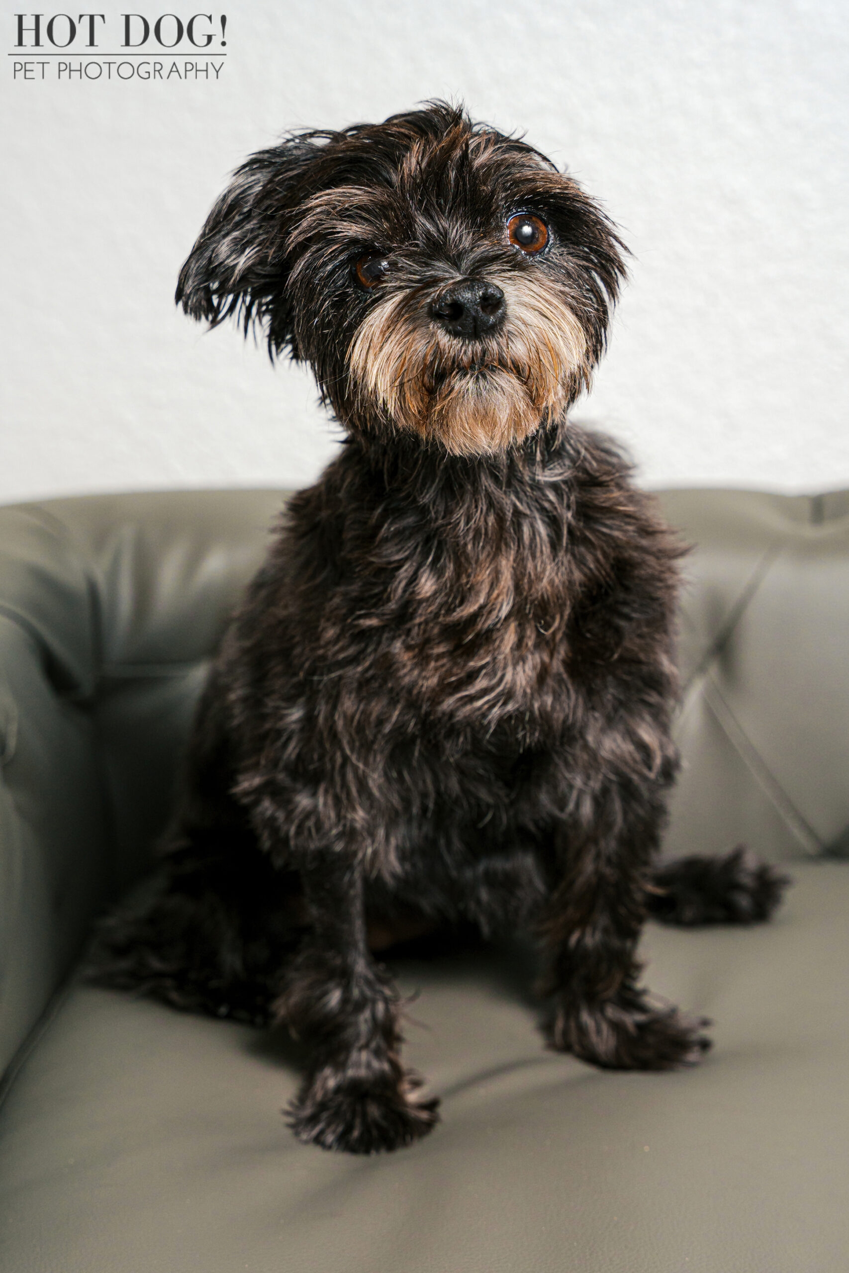 Luna on the couch gazing at the camera with soft natural light.