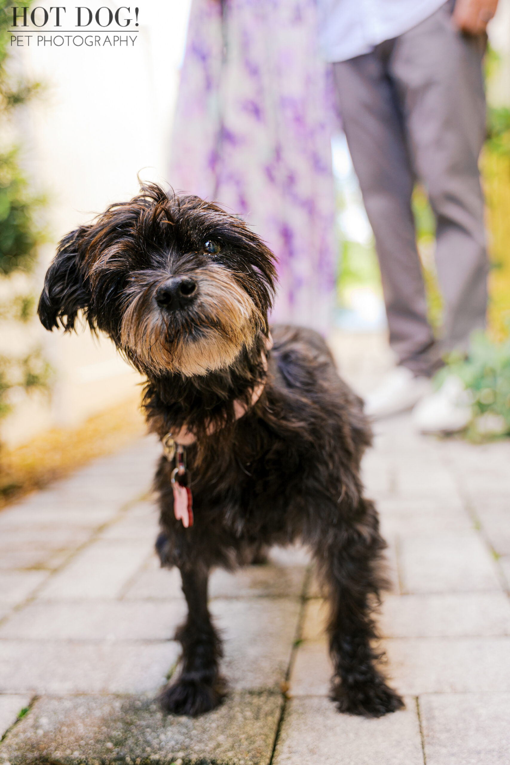 Luna walking along a brick path between her mom and dad’s legs.