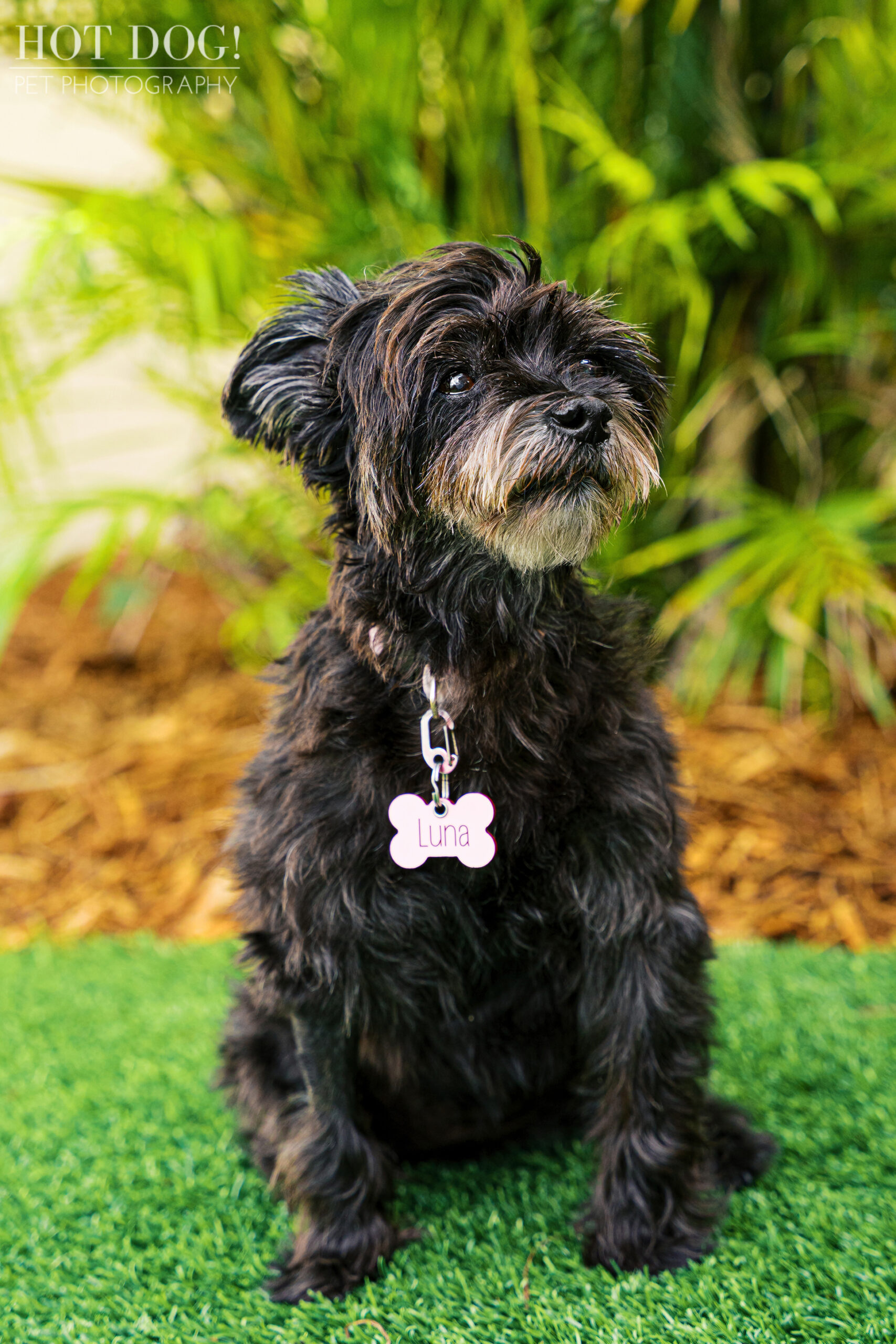 Luna amid lush greenery outside.
