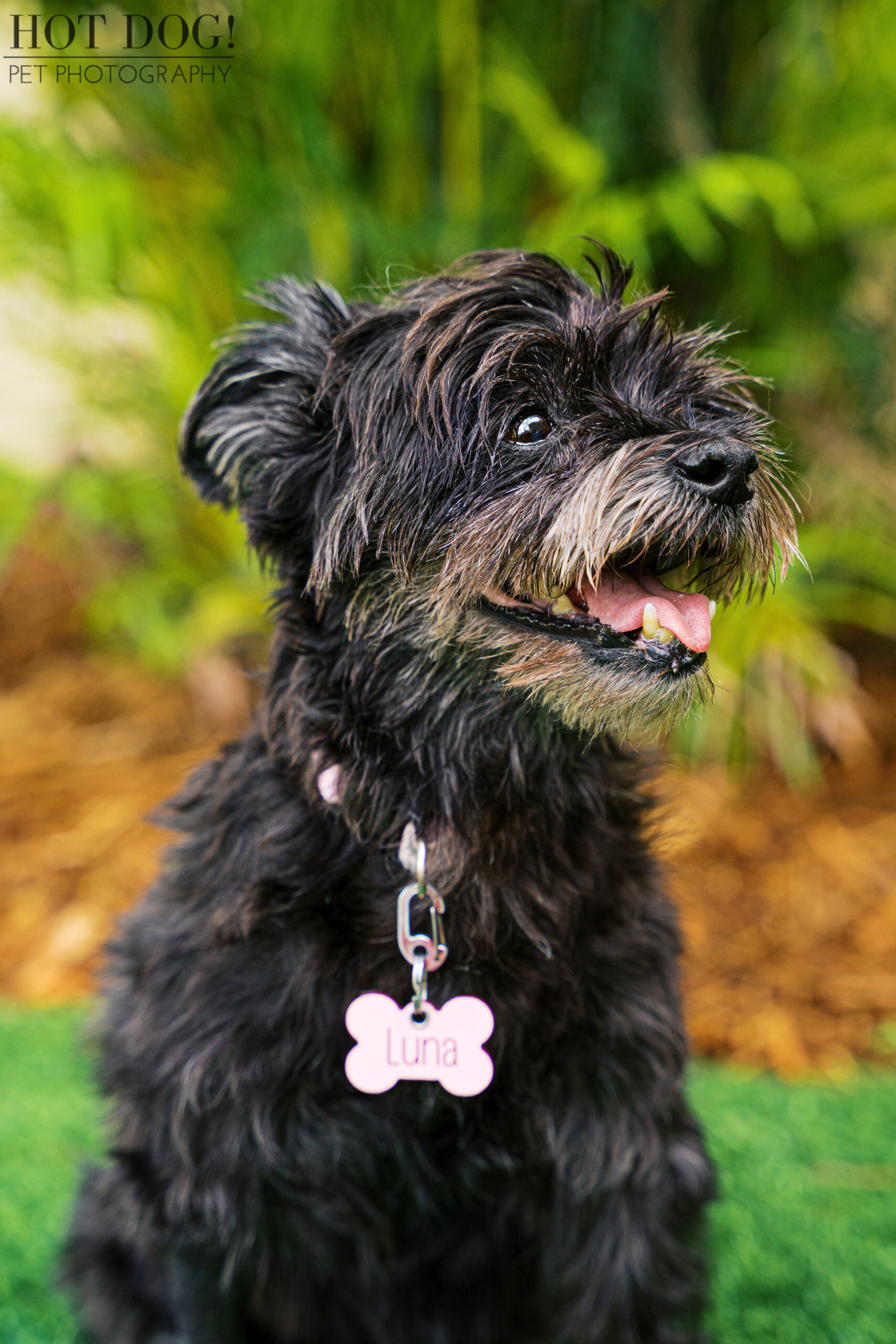 Luna the 14-year-old Morkie sitting outside, looking sweet and alert.
