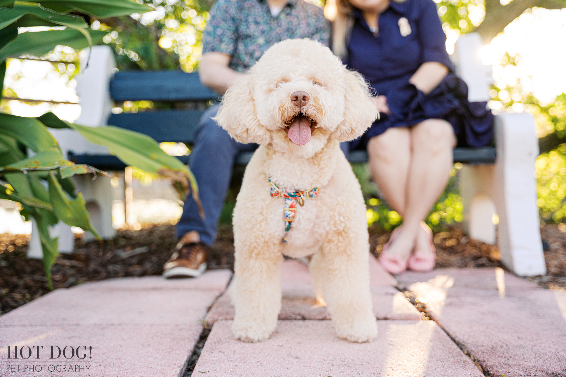 Mia, a cream-colored mini goldendoodle, stands front and center on a paved path at Newton Park with her tongue out and a happy expression, while Lauren and Ian sit blurred in the background on a white-and-blue bench.