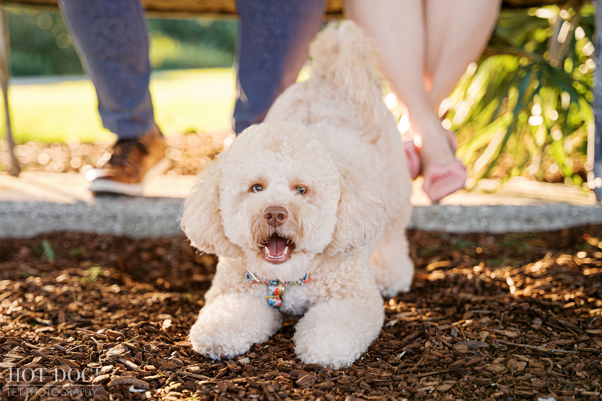 Mia crouches playfully in the mulch with her mouth open in a happy bark, Lauren and Ian seated on the bench behind her.