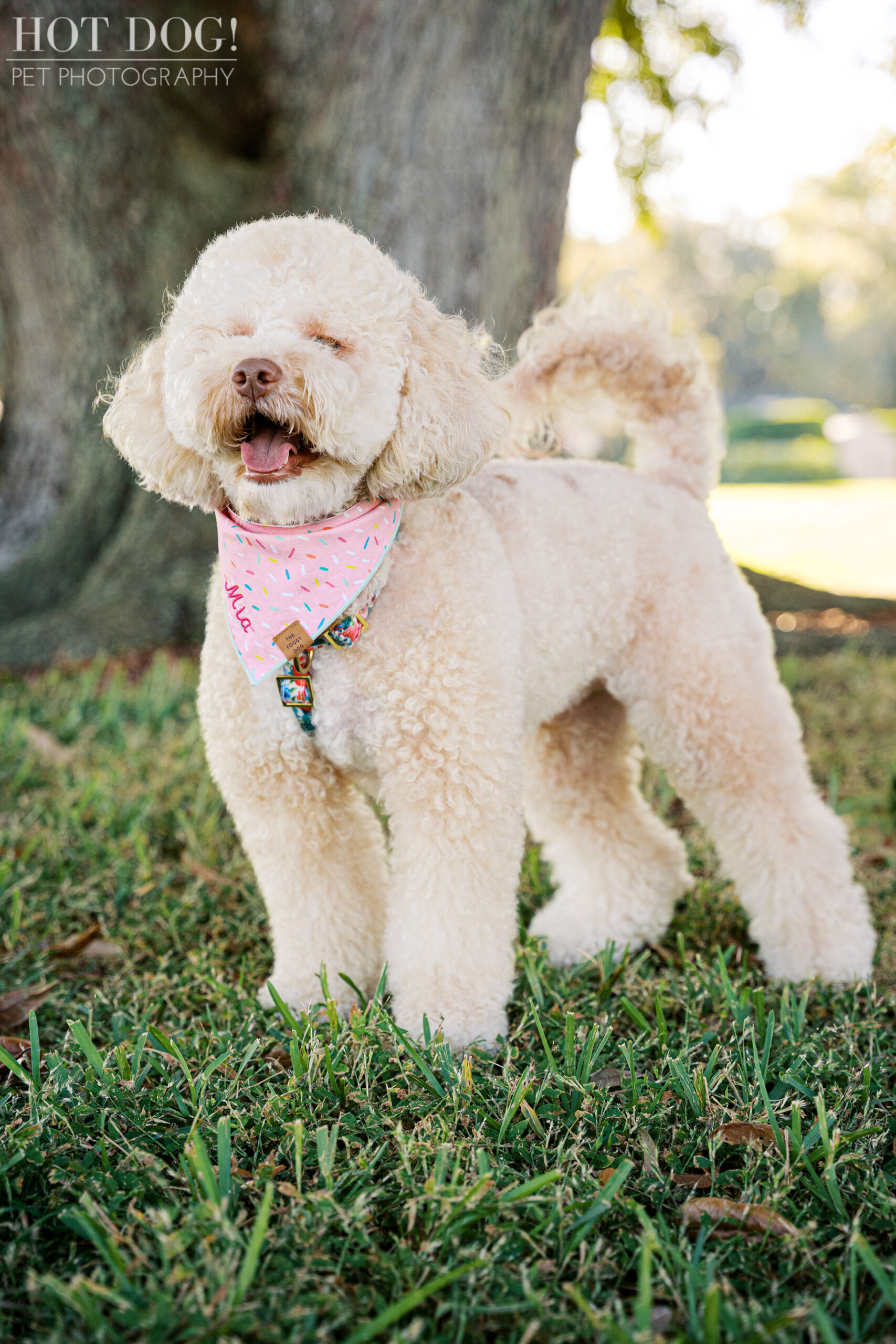 Mia, a cream mini goldendoodle wearing a pink sprinkle-pattern bandana, stands on the grass at Newton Park with her eyes squinted happily and her tongue out.