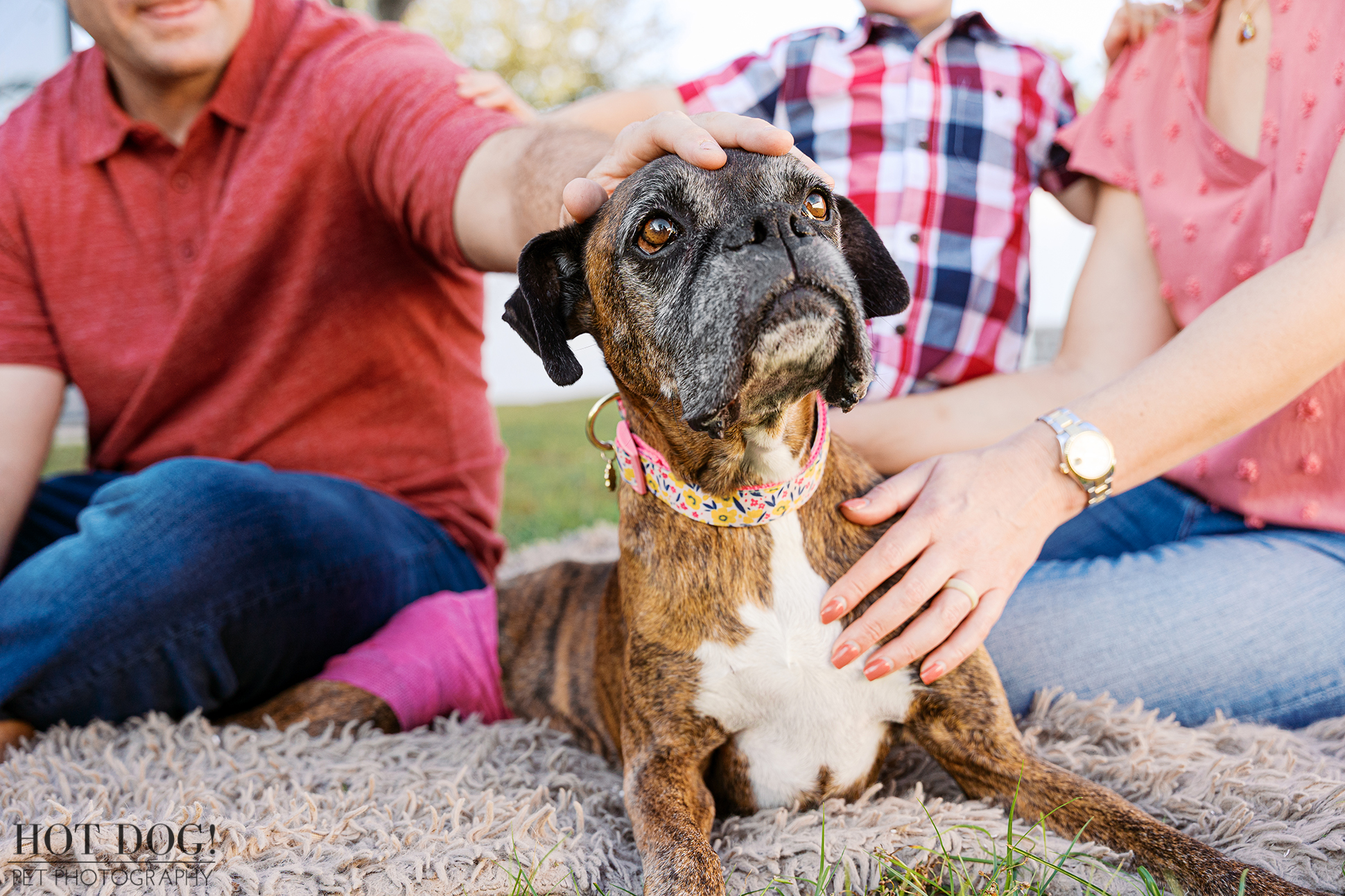Close-up of family hands resting on a senior brindle boxer lying comfortably on a blanket during an outdoor pet photography session.