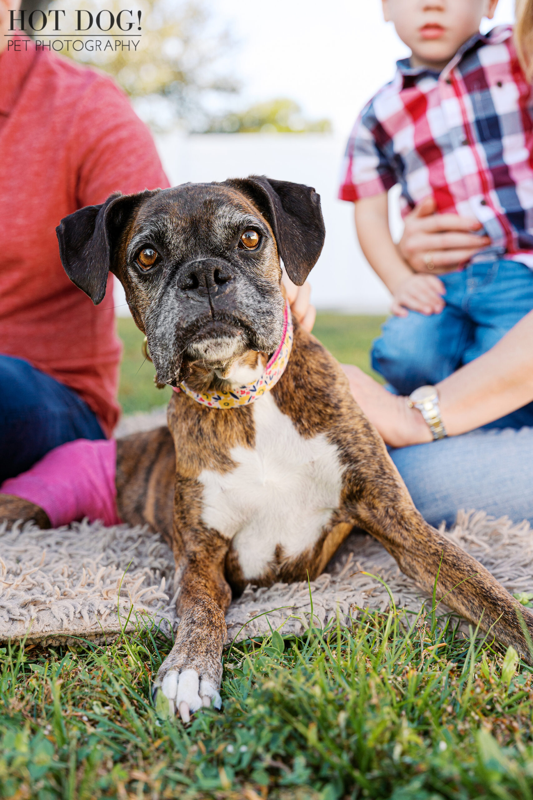 Close-up portrait of a senior brindle boxer lying on a blanket with family members softly blurred in the background.