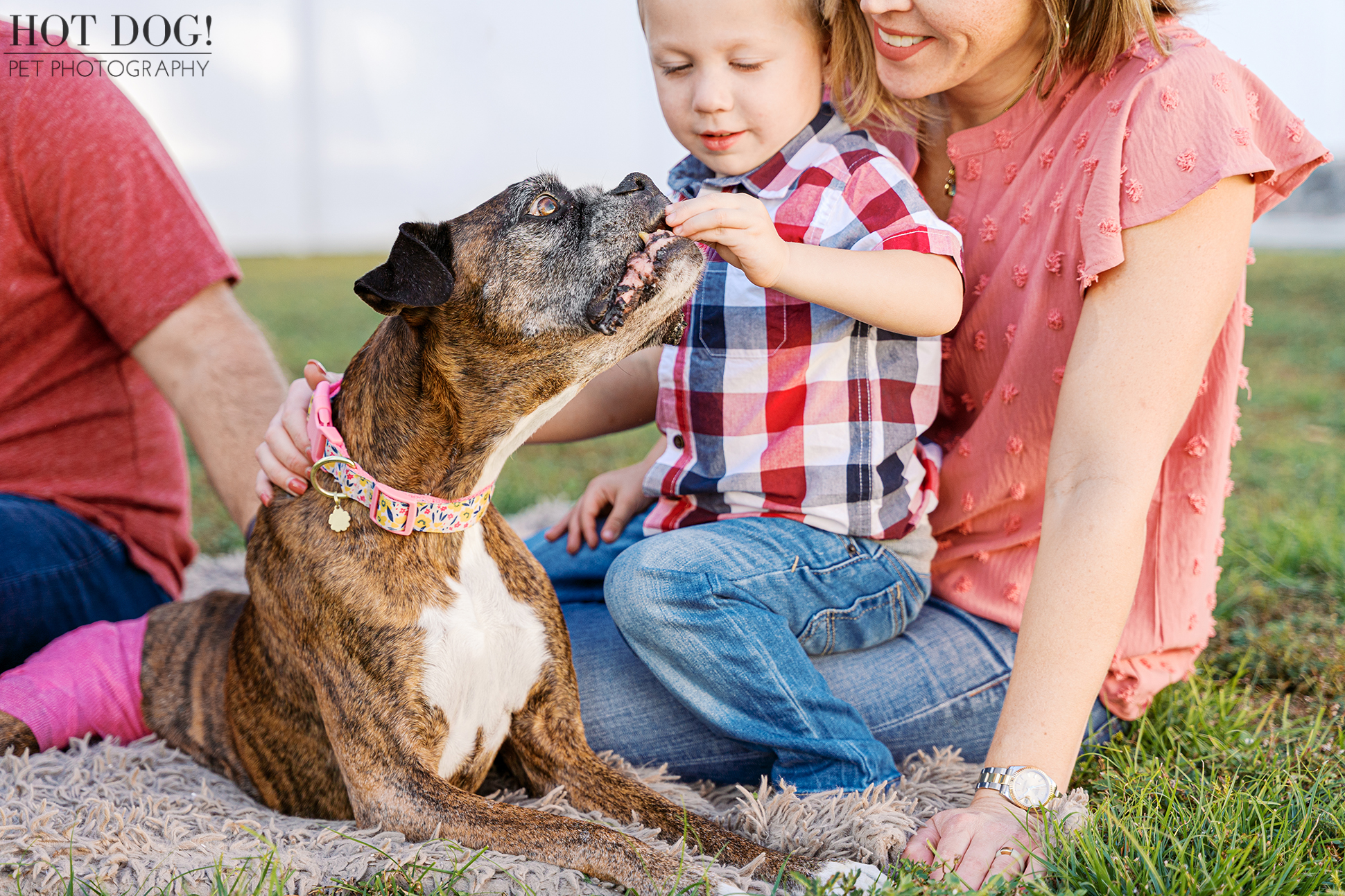Young child offering a treat to a senior brindle boxer while sitting close with a parent, capturing a quiet moment of trust and affection.