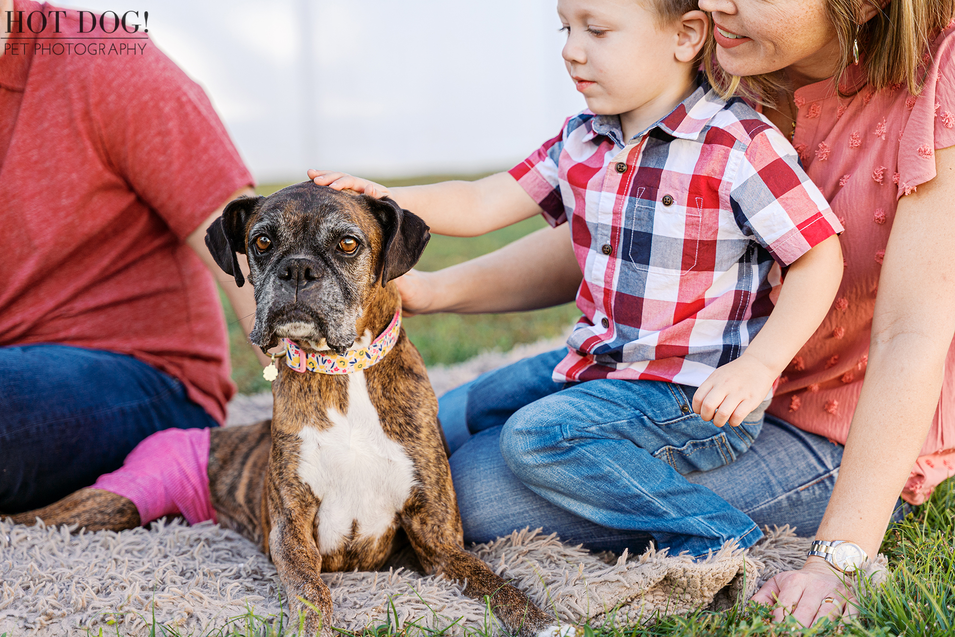 Toddler gently resting a hand on a senior brindle boxer while sitting beside their parents on a blanket outdoors.