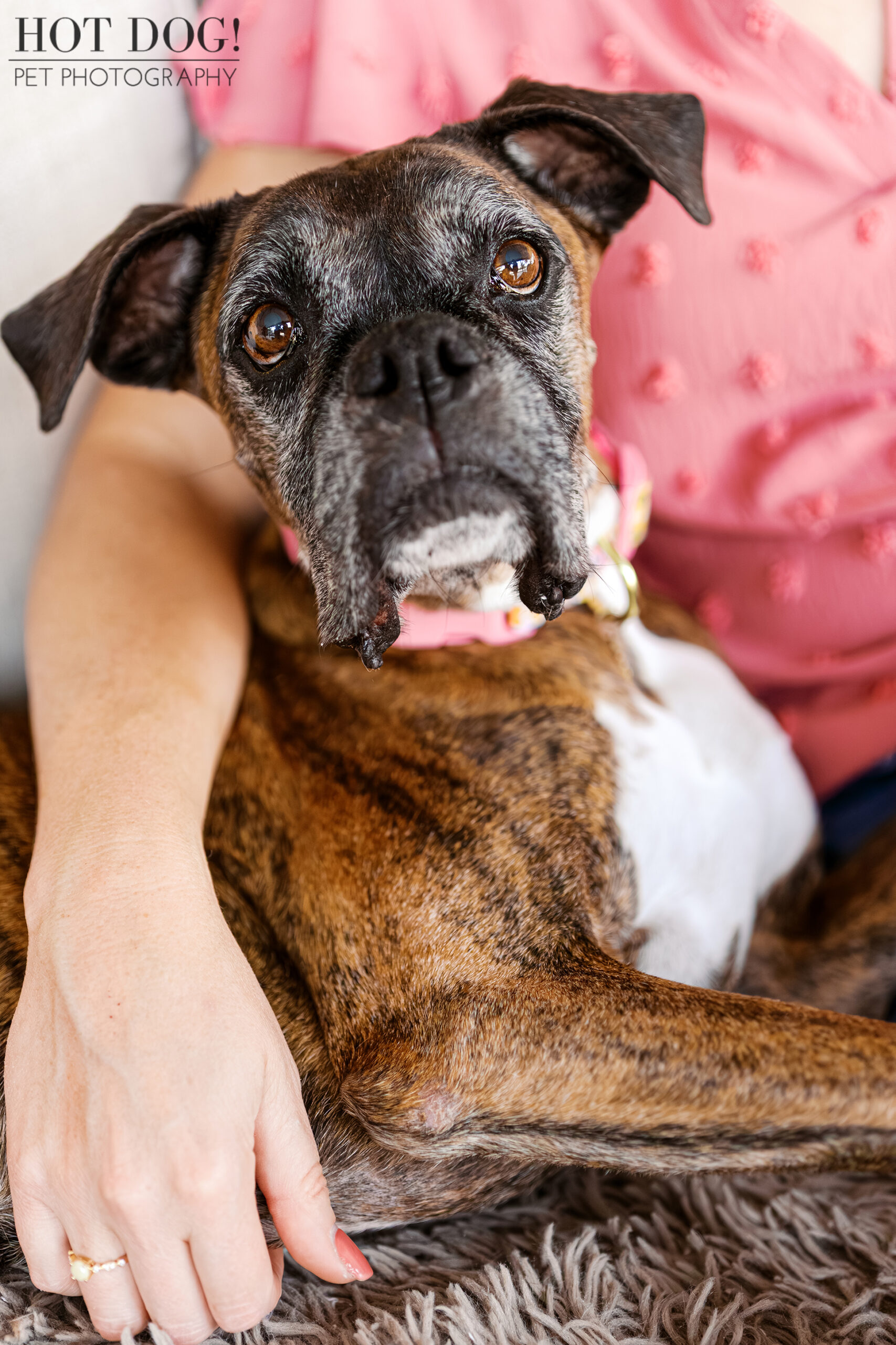 Close-up of a senior Boxer resting comfortably against her owner’s arm.