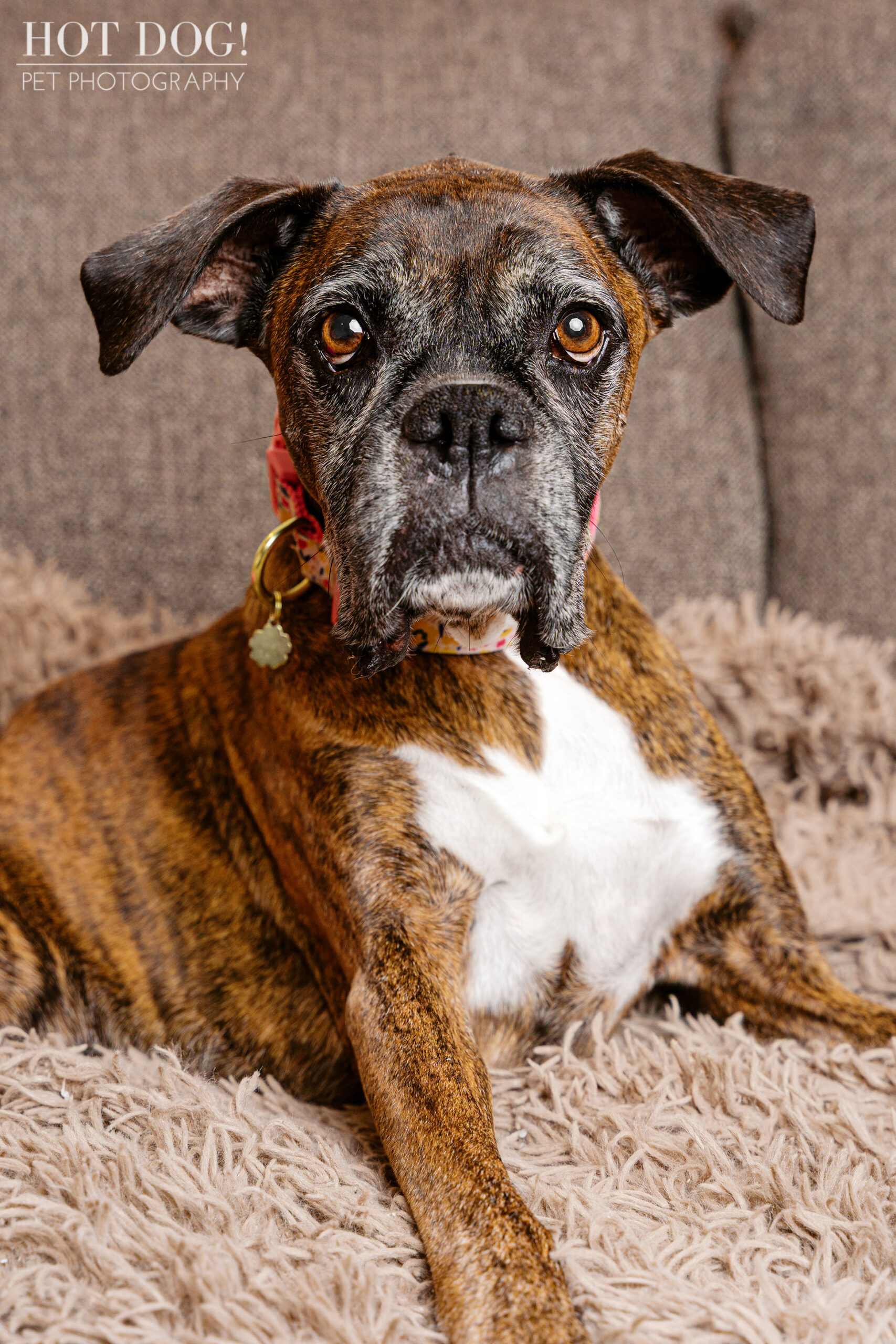 Close-up portrait of a senior Boxer lying on a soft blanket indoors.