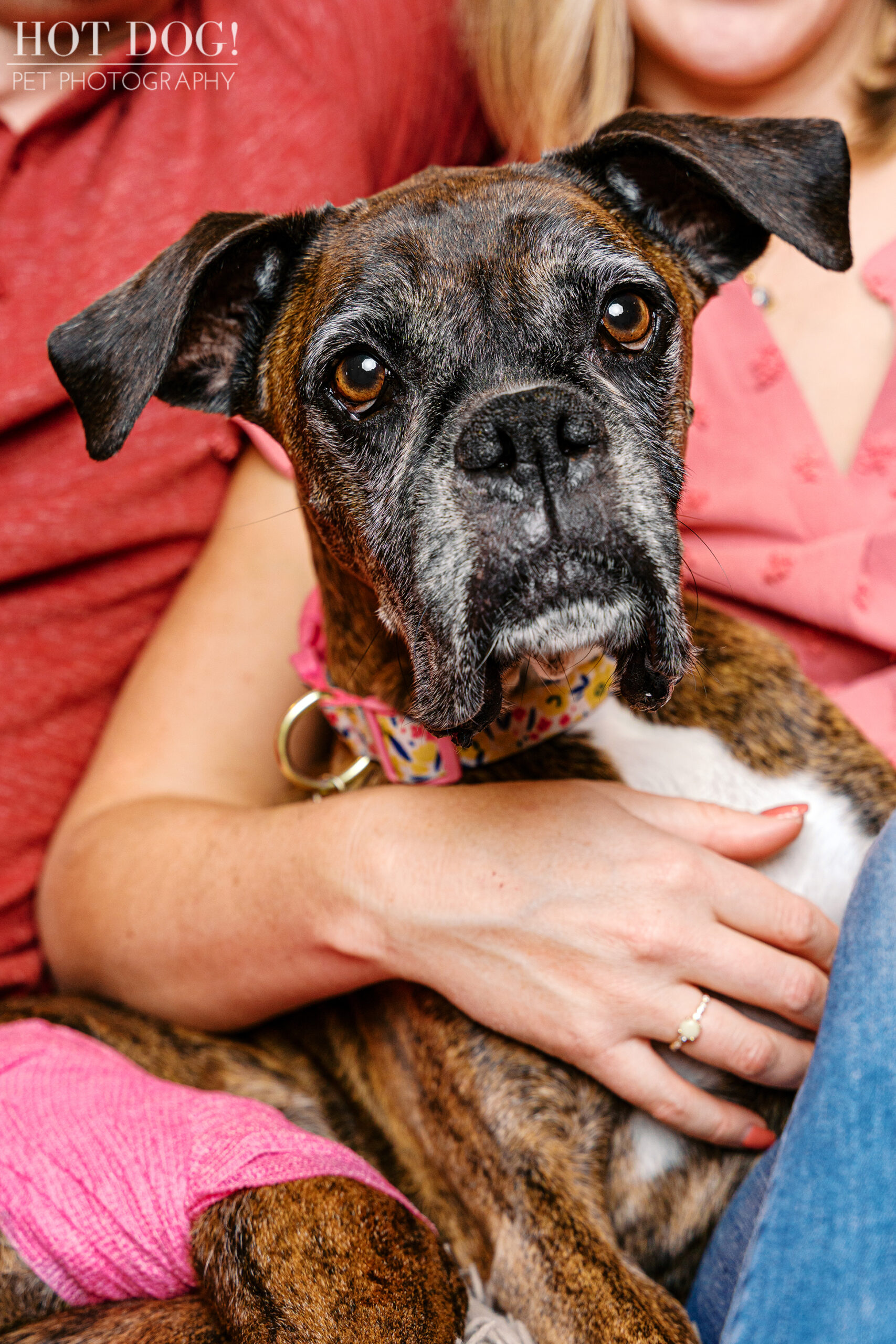 Close-up of a senior Boxer cradled gently in her owners’ arms.
