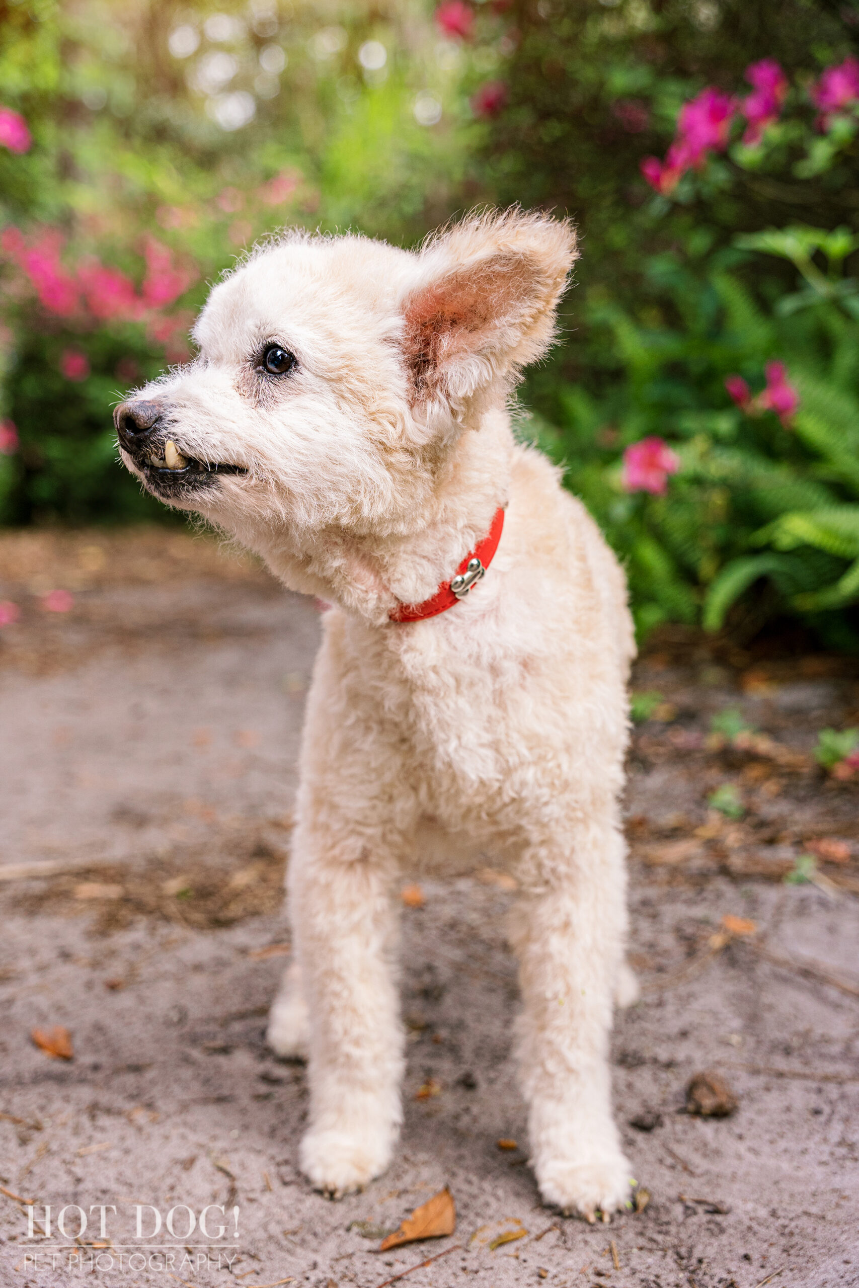 Senior Terri-Poo mix Miley enjoys a spring day at Dickson Azalea Park.