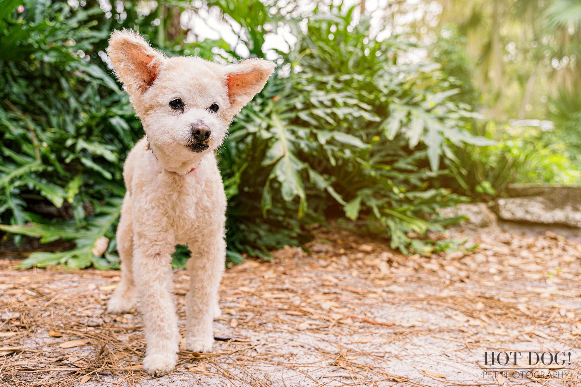 Pet photography session captures the adorable personality of 18-year-old Miley the Terri-Poo mix at Dickson Azalea Park.