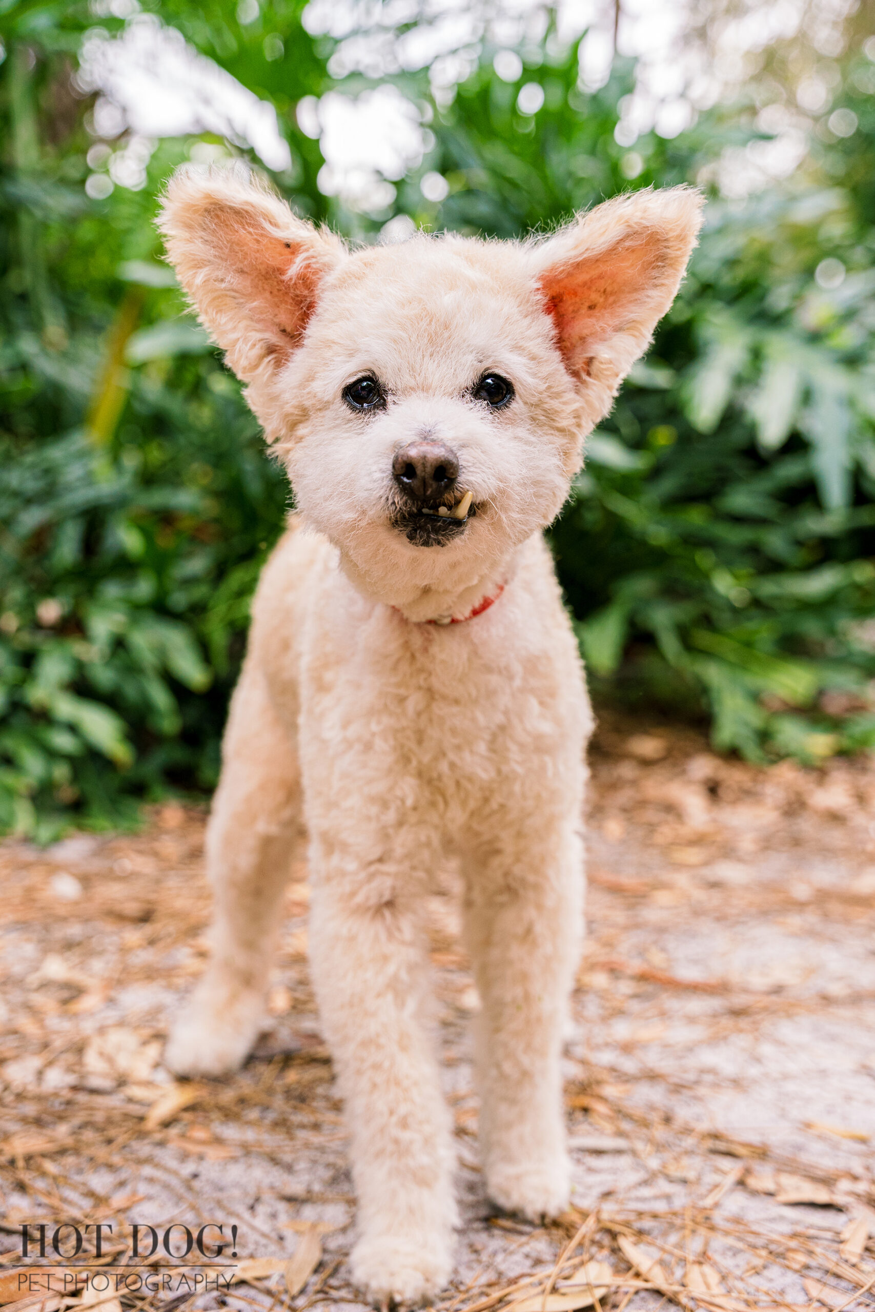 Miley the senior dog is alert and at full attention for her photo shoot at Dickson Azalea Park.